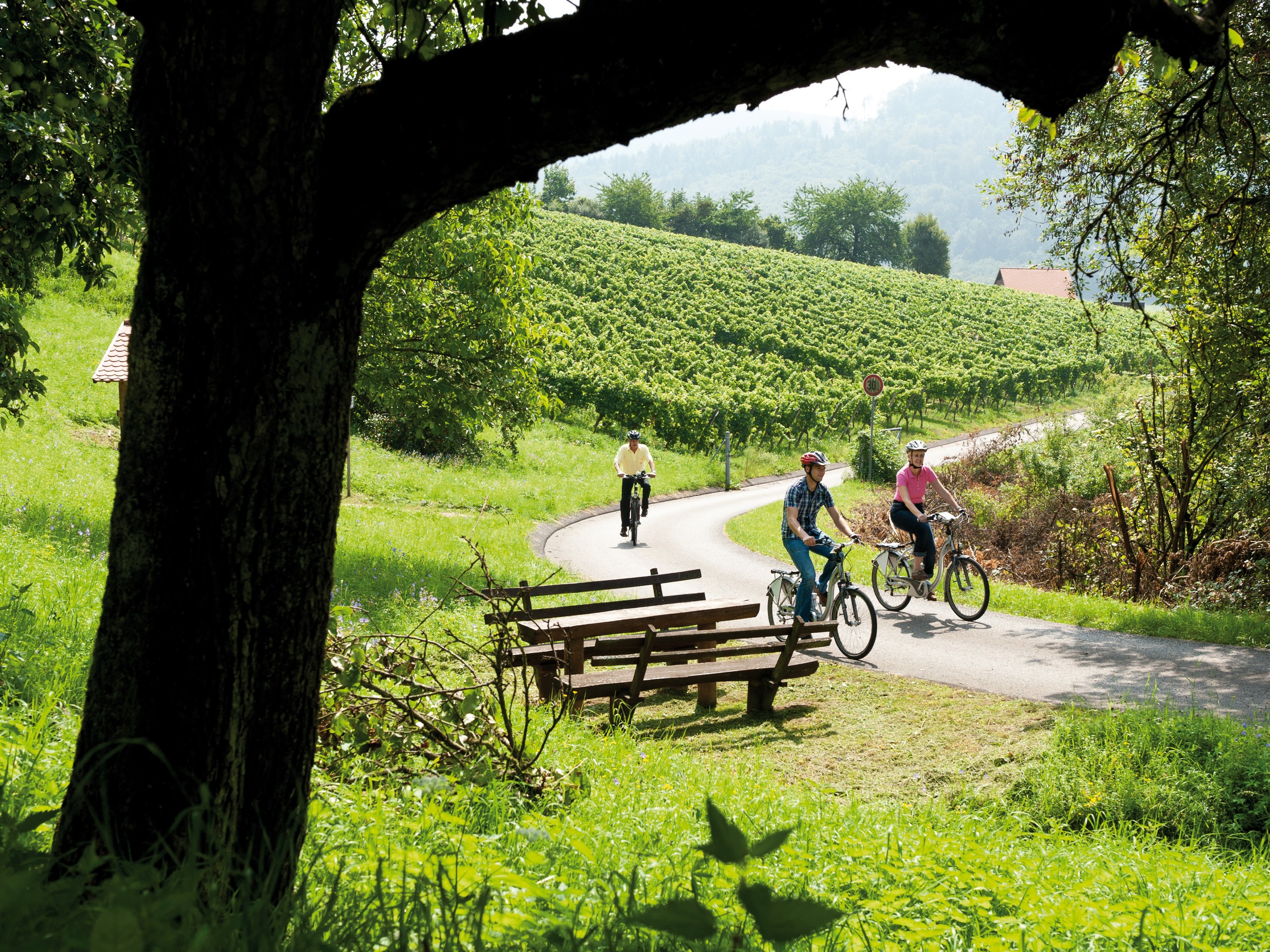 Spessart-Mainland Bürgstadt Radtour in den Bürgstadter Weinbergen