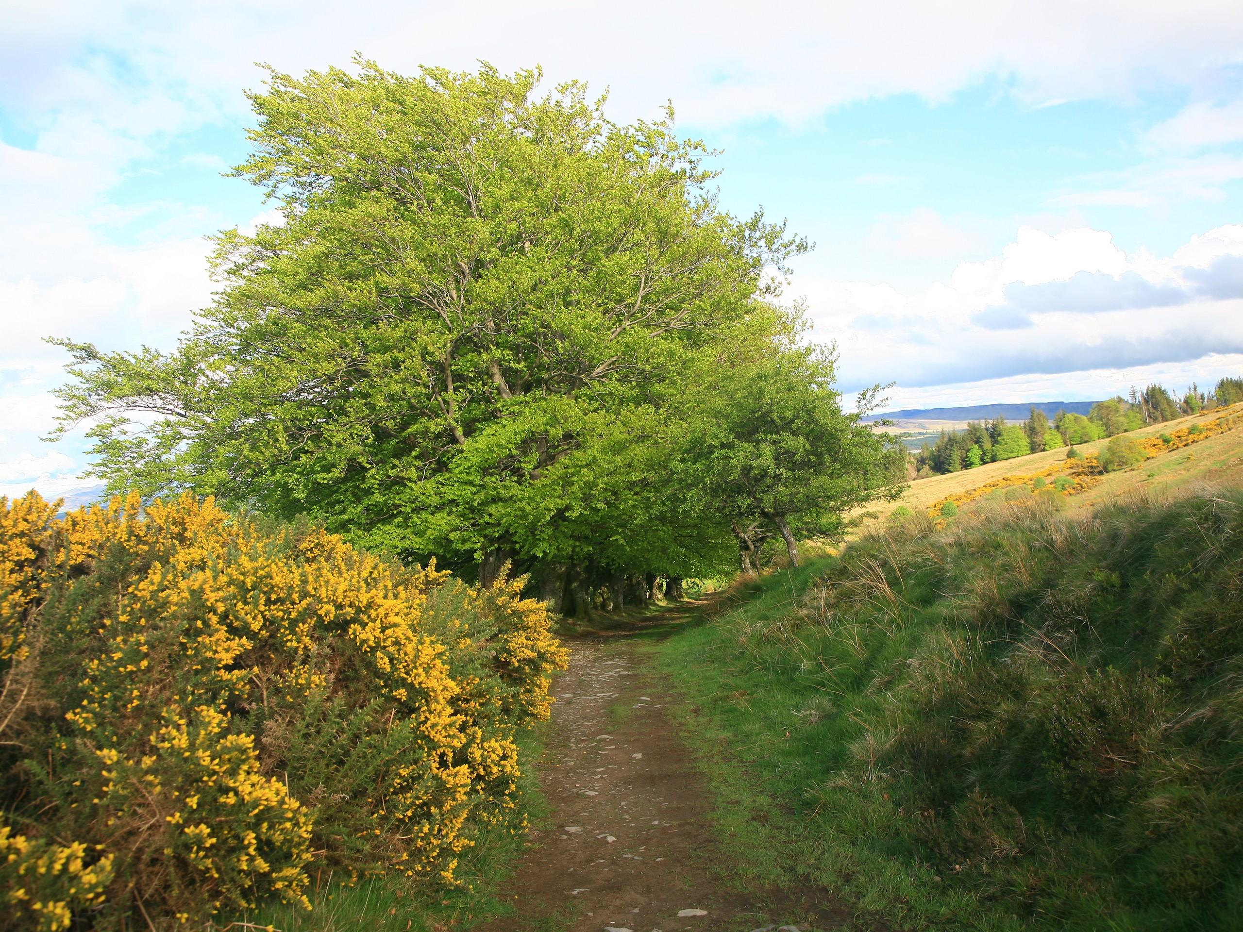 Beautiful path in Scotland