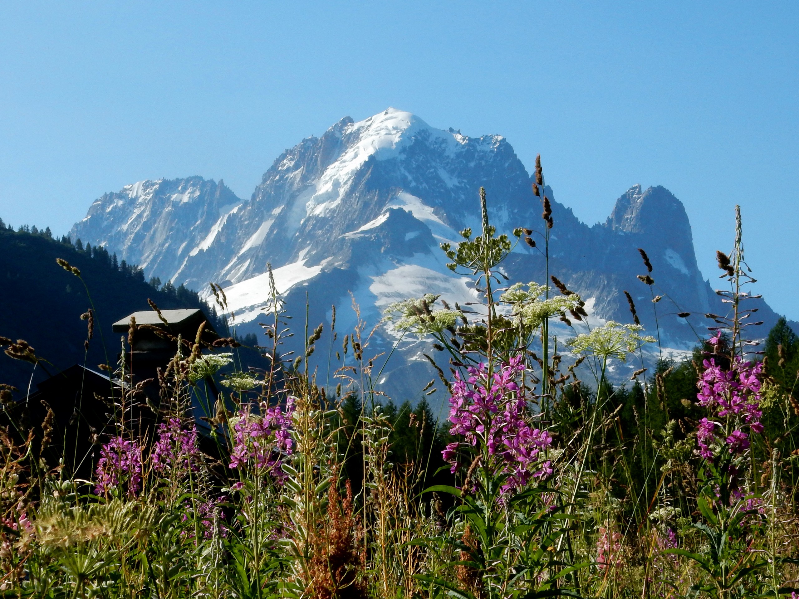 Flore des Alpes Vallorcine M Lebreton