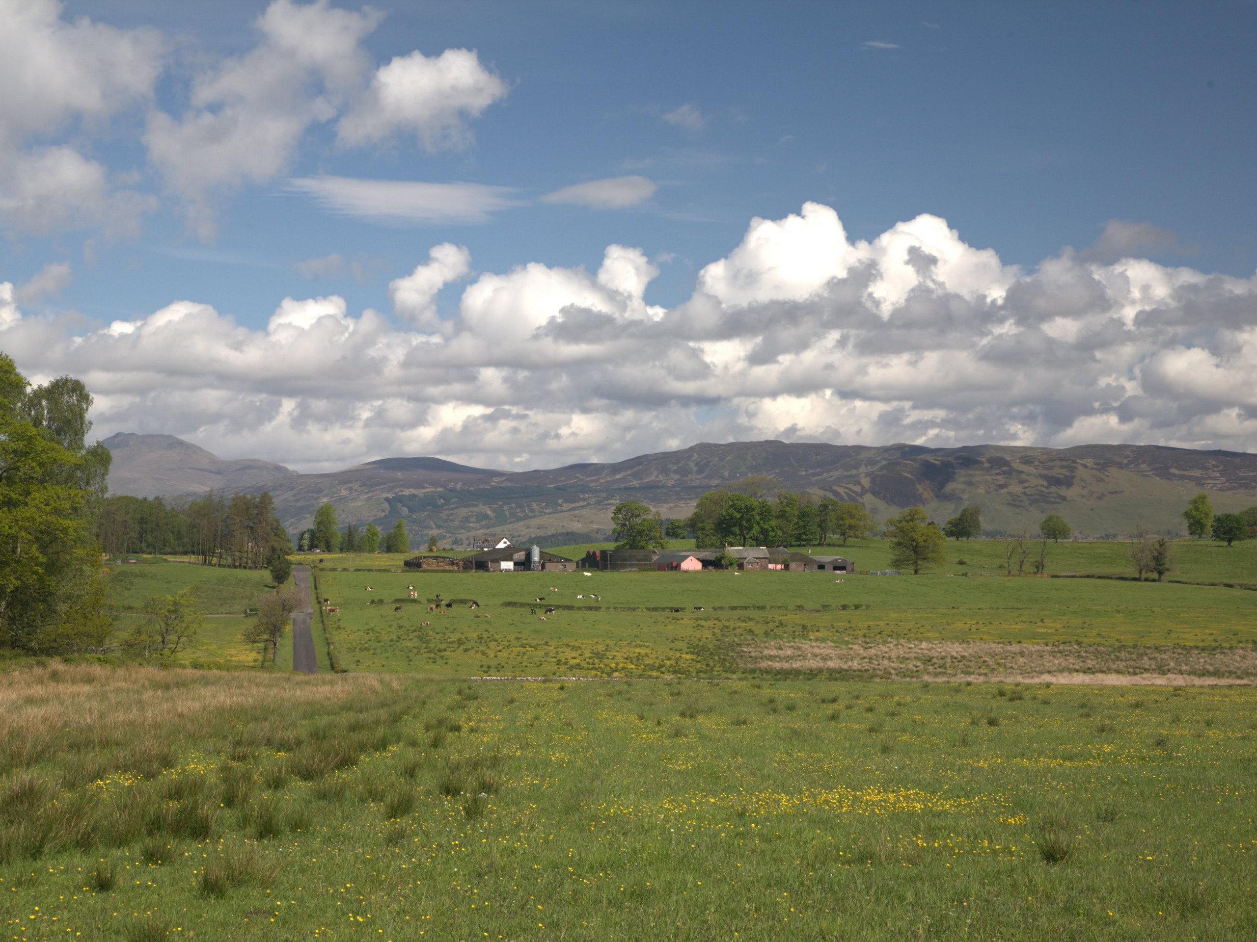 Beautiful meadow in Scotland