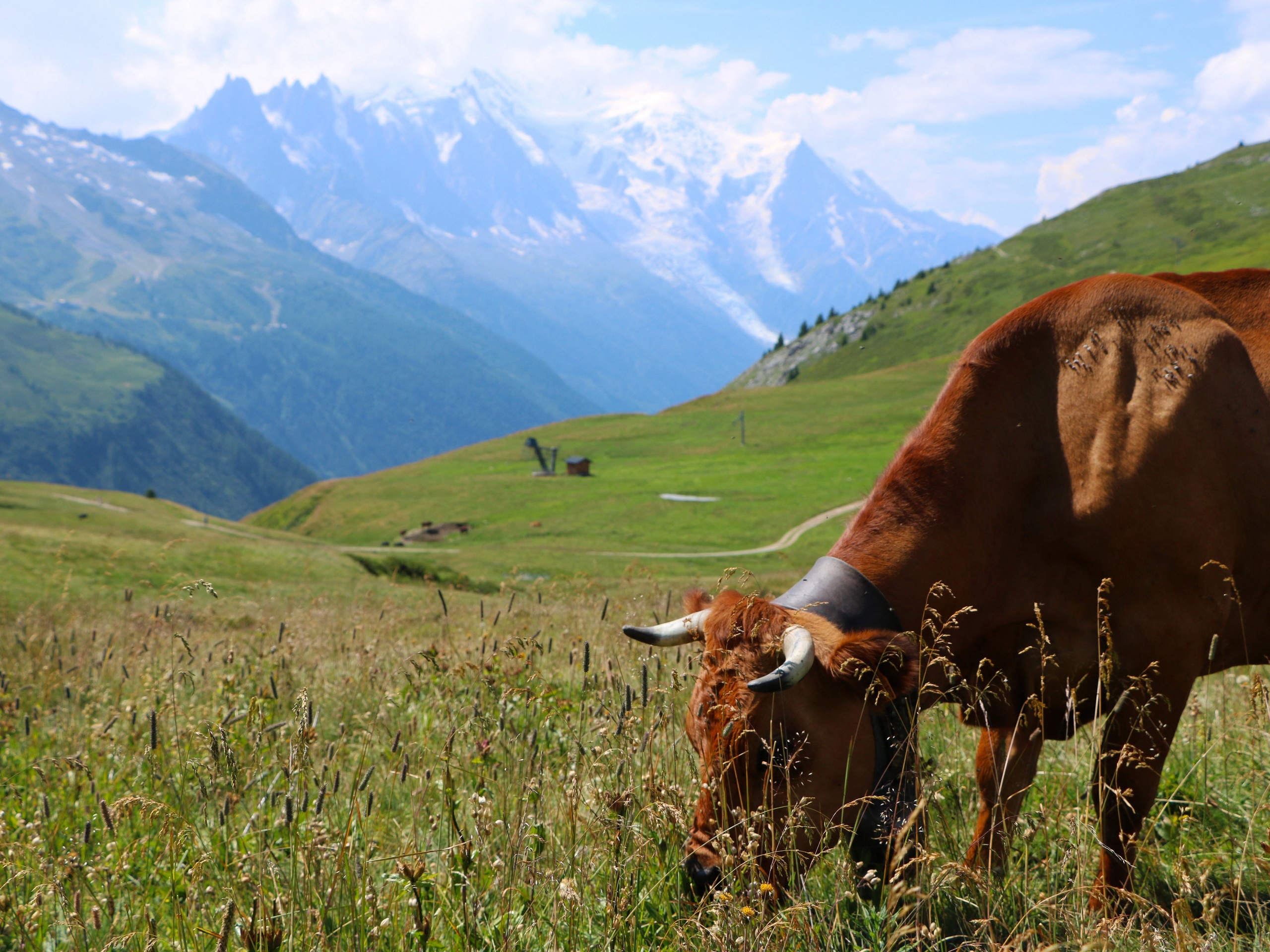 Cow met while cycling in the Alps