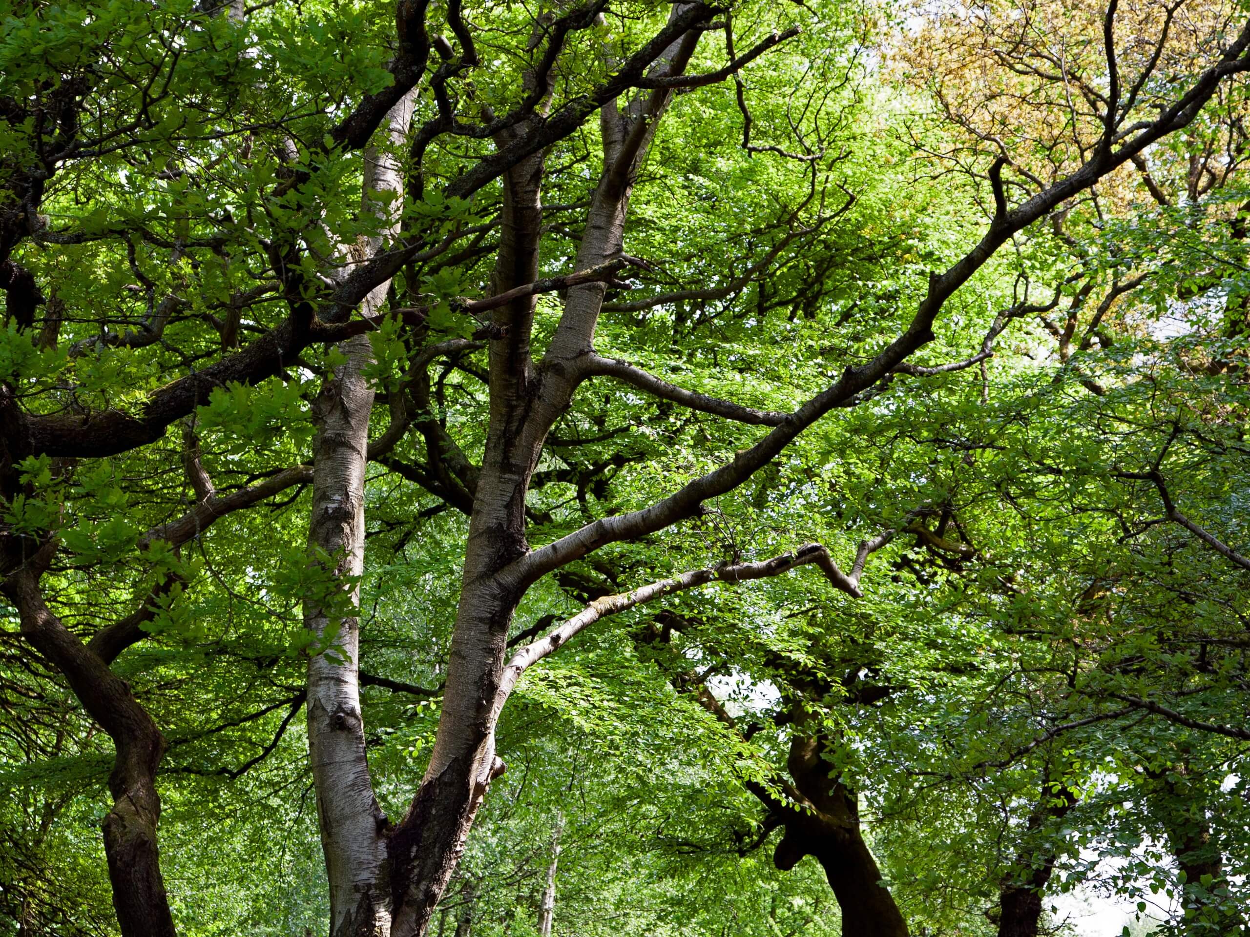 Beautiful forest in Scotland