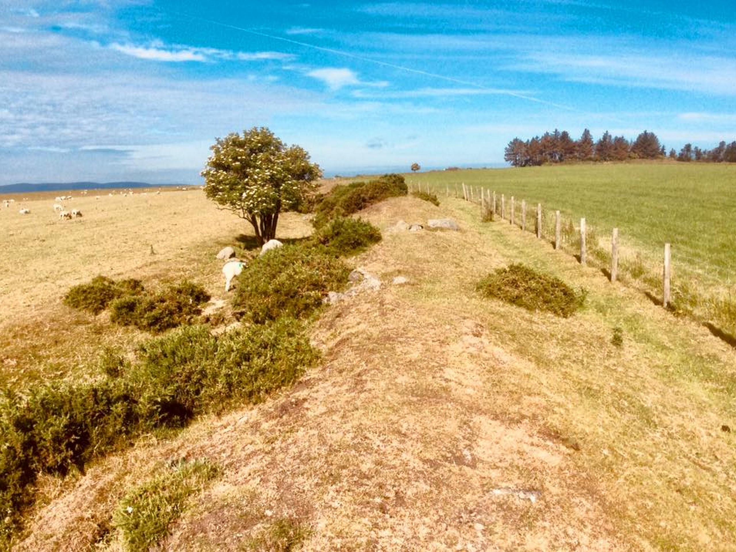 Offa's Dyke - John Millen July 2019 (14)