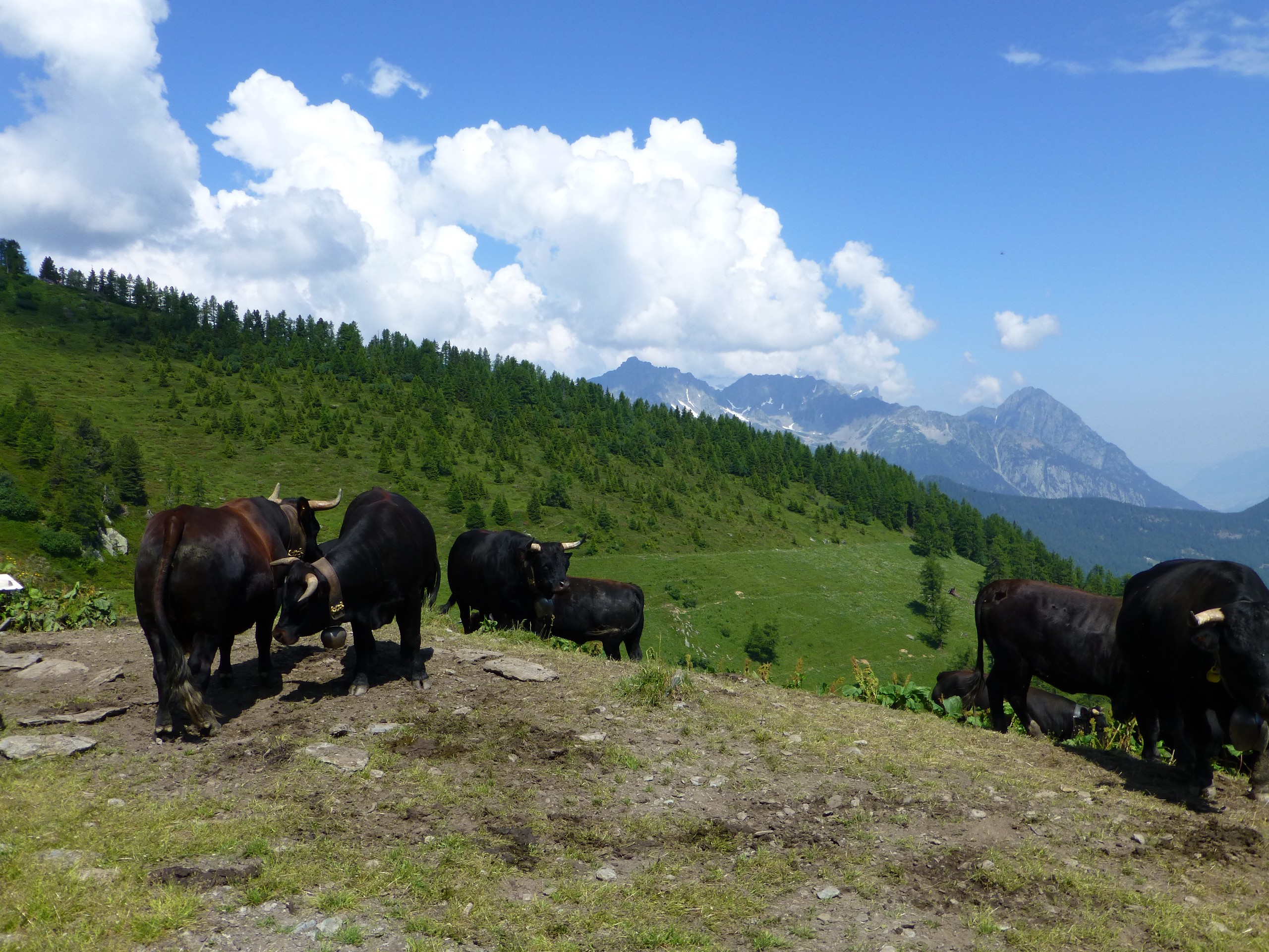 Beautiful alpine meadows in French Alps