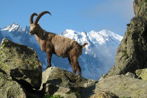 Tour du Mont Blanc Courmayeur to Chamonix