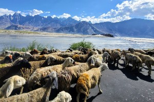 Nangma Valley Trek