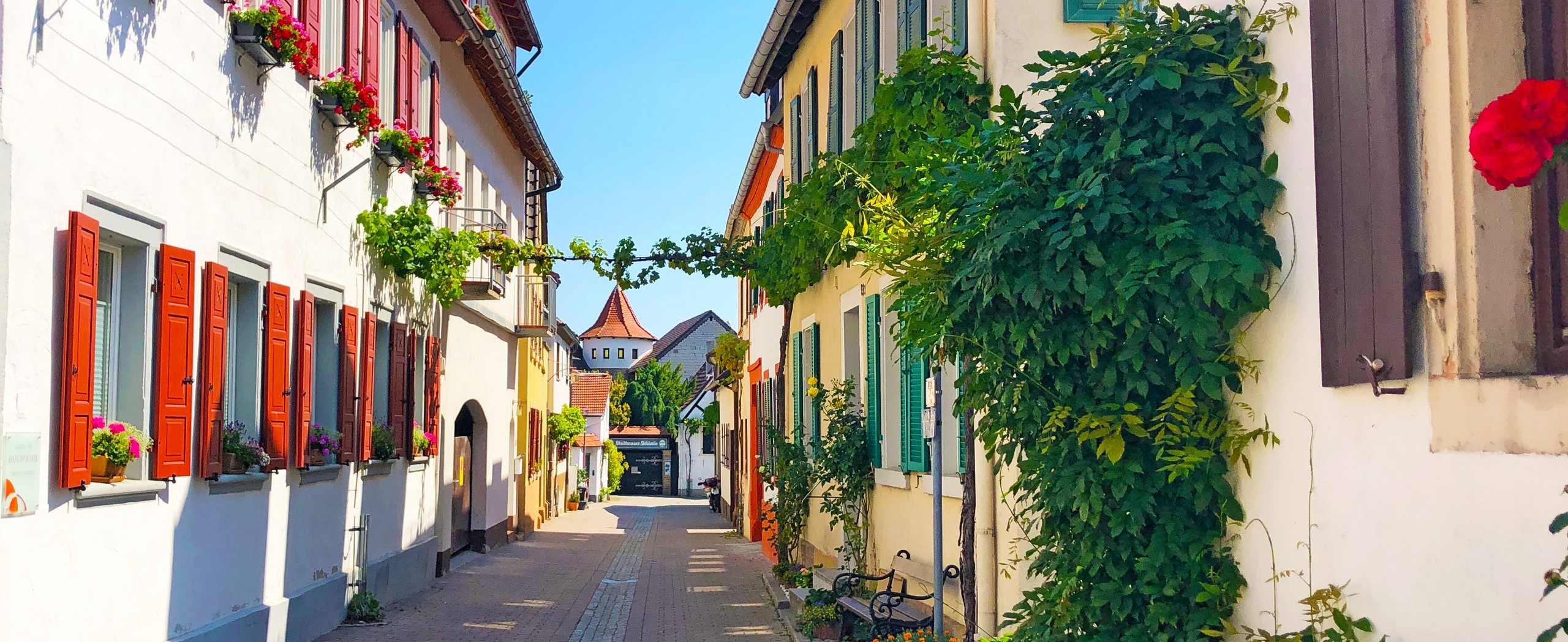 Cycle the Vineyards of the Rhine Tour