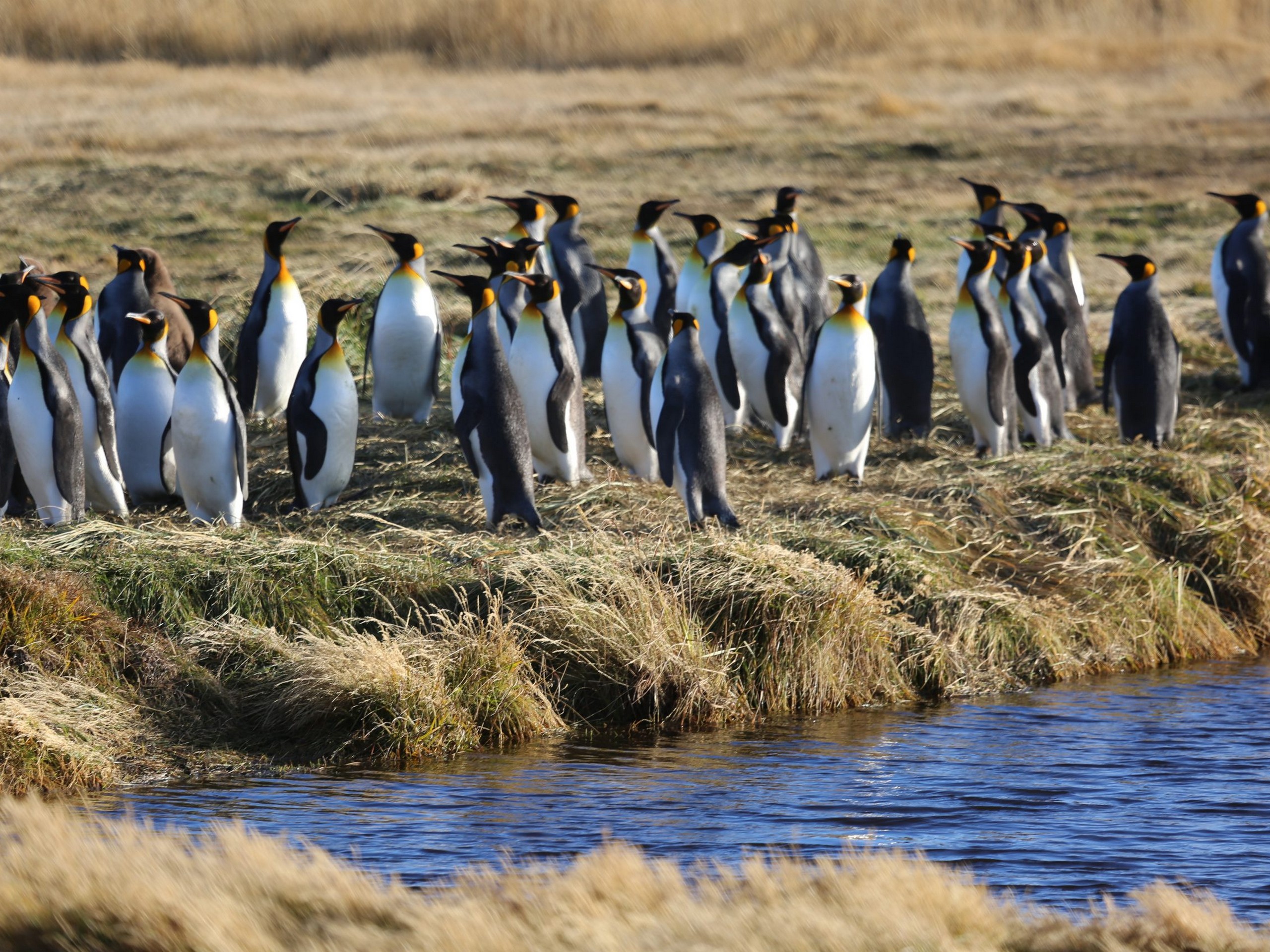 King Penguins in Tierra del Fuego