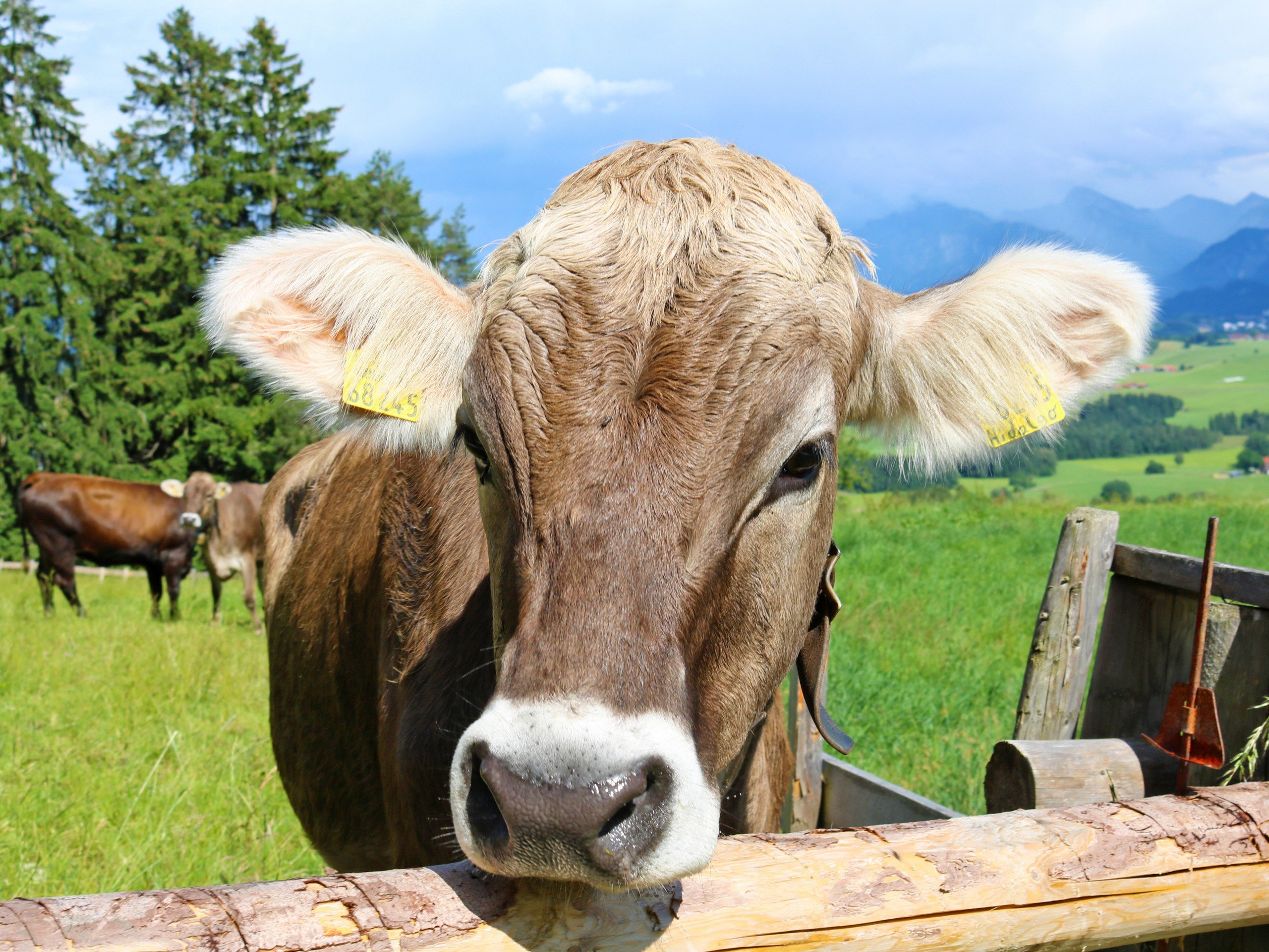 Cow met while biking the Chiemgau region