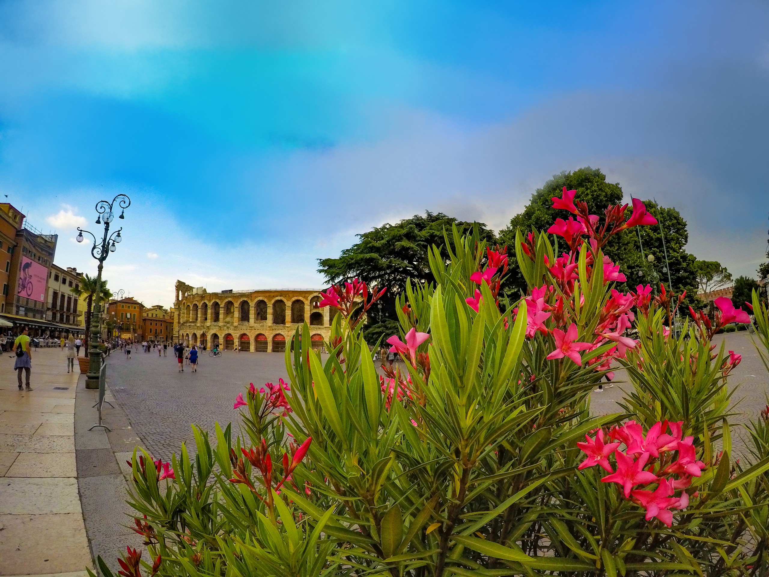 Flowers near Verona amphitheatre