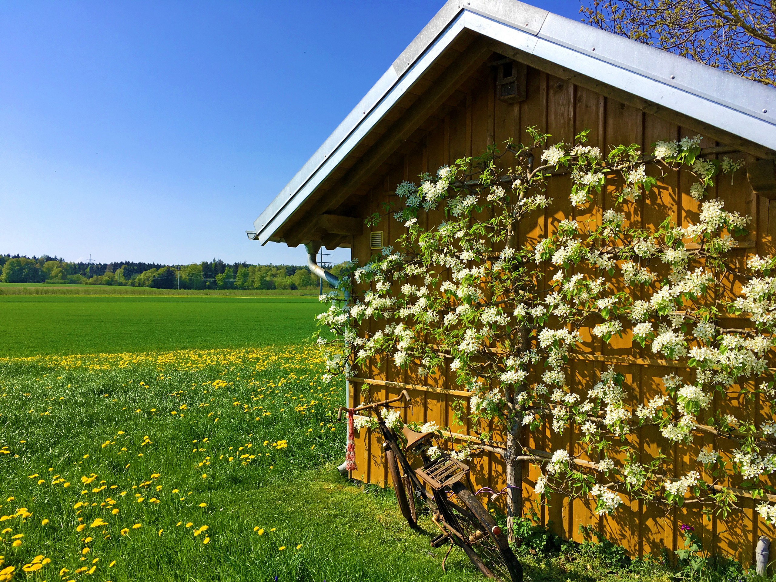 Flowers, pastures and Bavarian countryside in Germany
