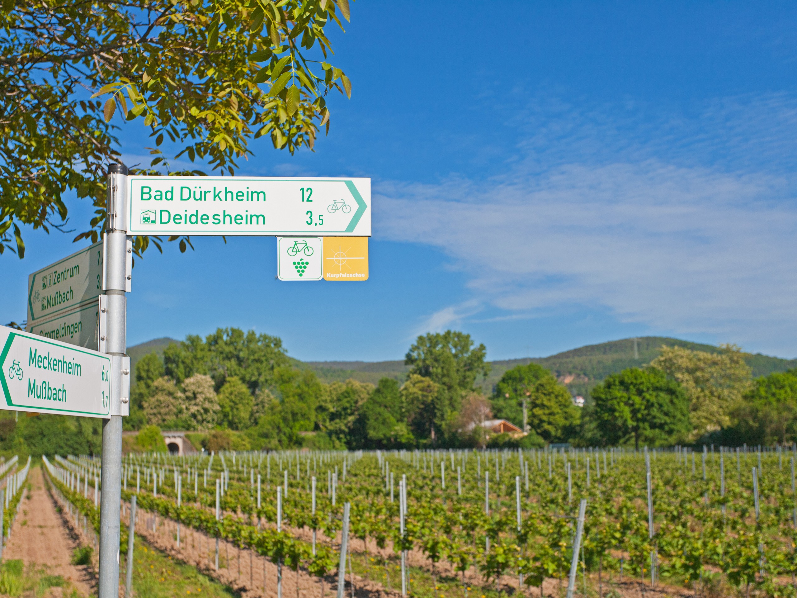 Road signage in the Rhine Wine region