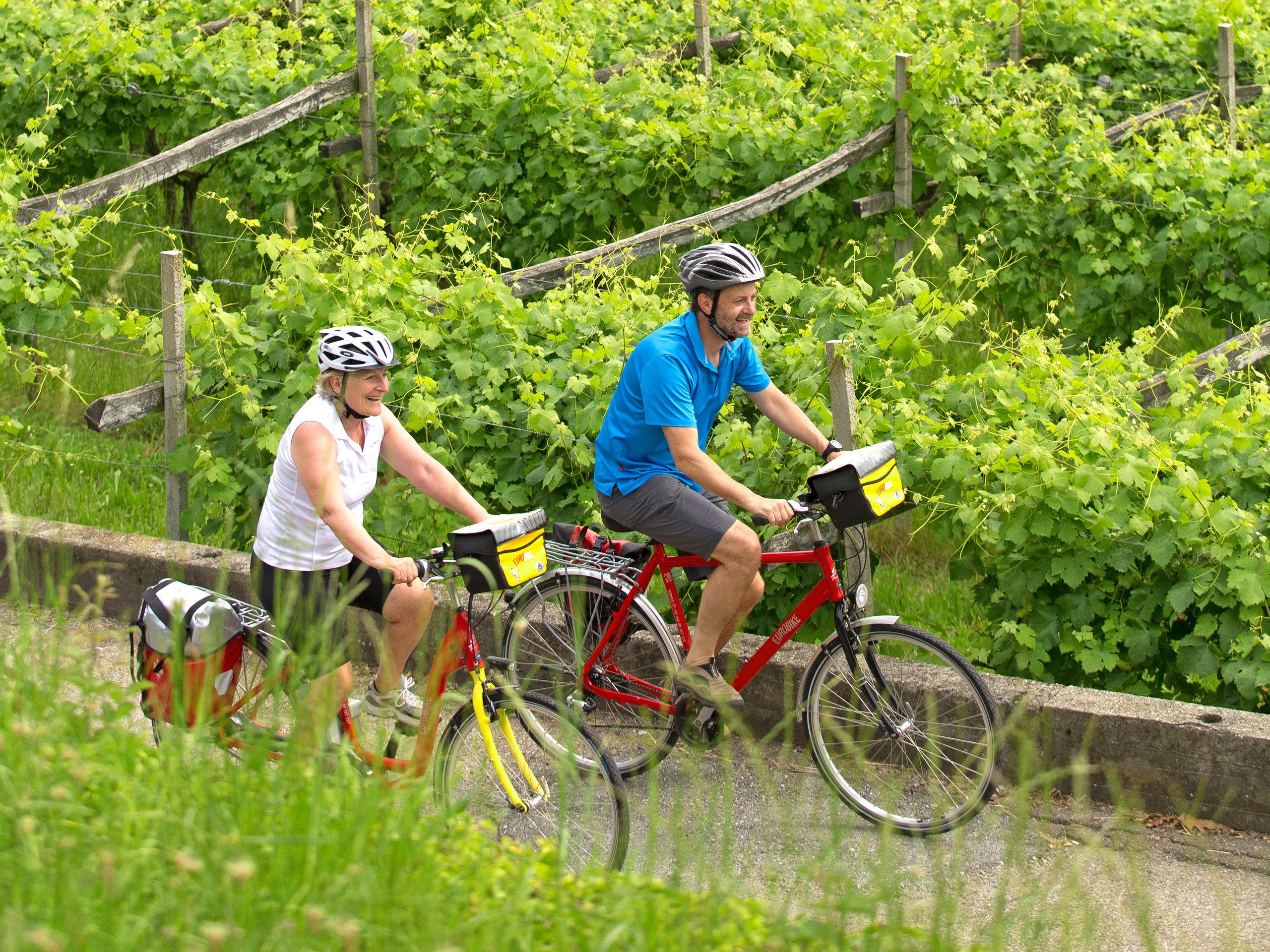 Two bikers cycling in the vineyards between Venice and Florence in Italy