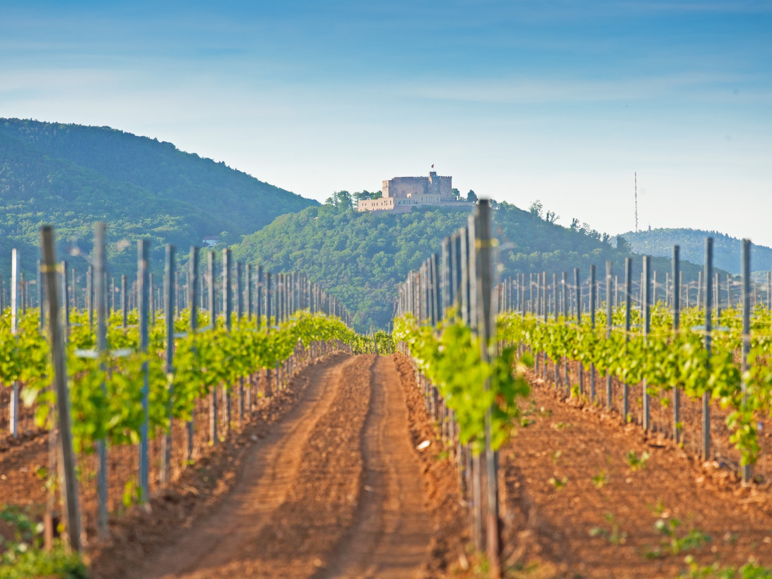 Beautiful rows of grapes in Rhine wine region