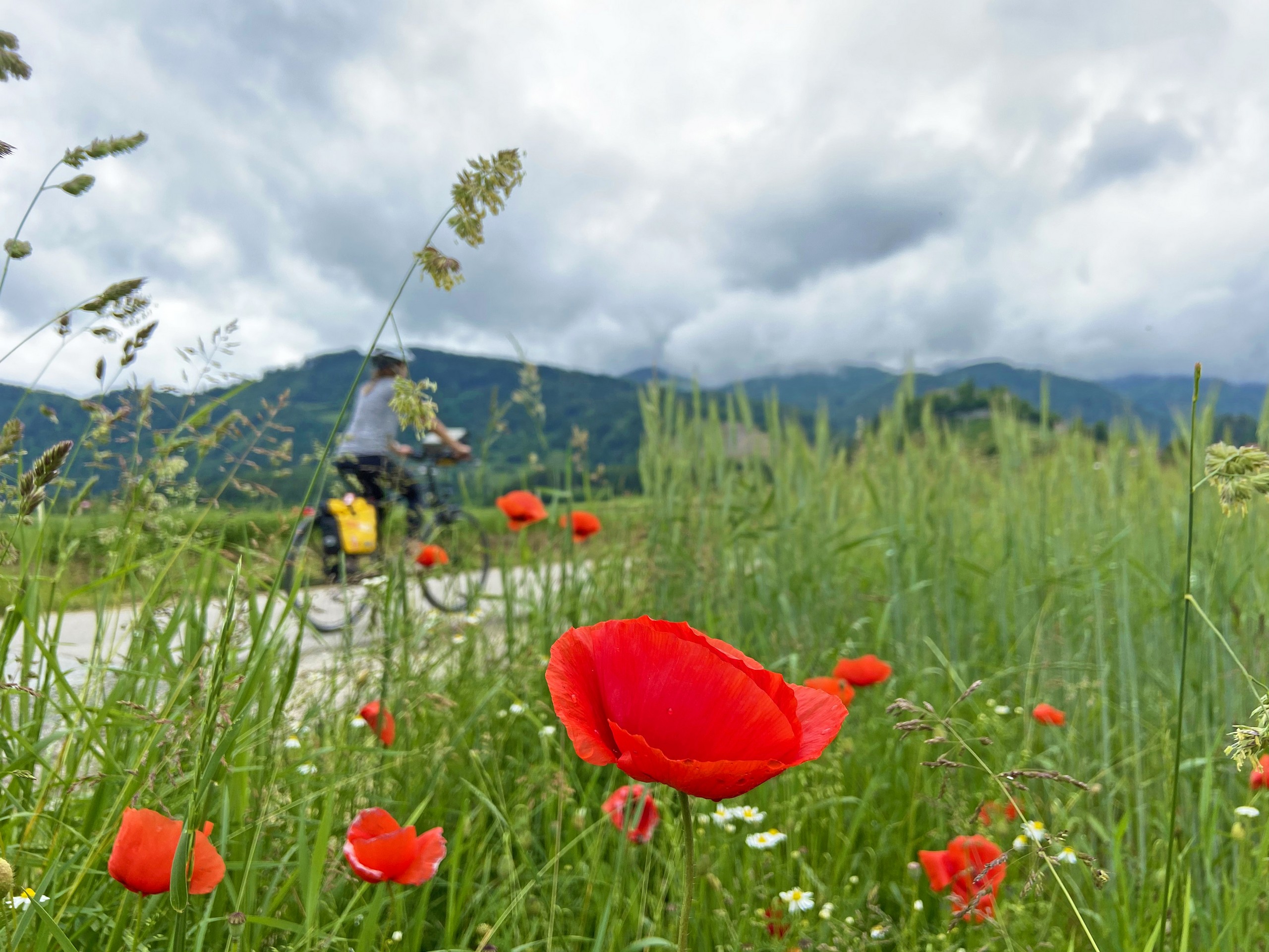 Wildflowers blooming along the route of Carinthian Lakes