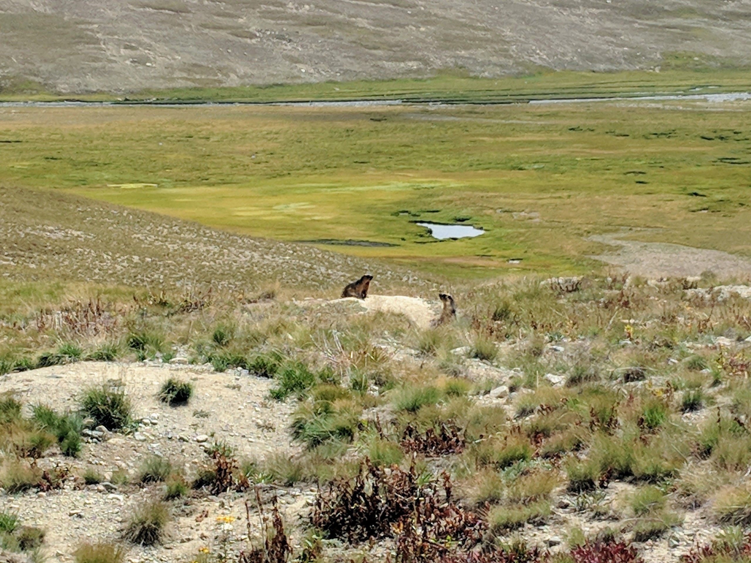 Deosai surrnoundings, seen while trekking in Pakistan