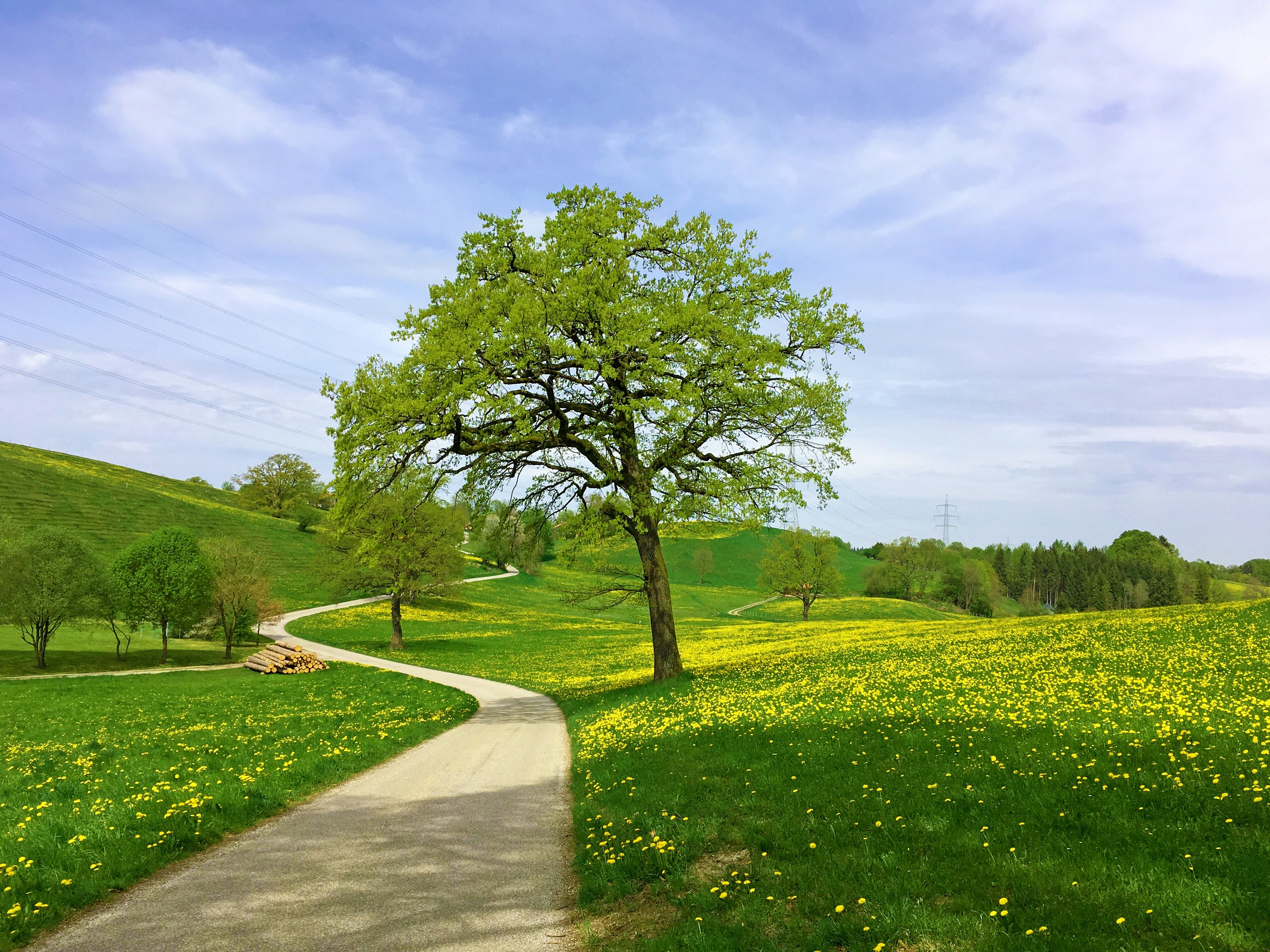 Crossing the green fields in Bavarian region, Germany