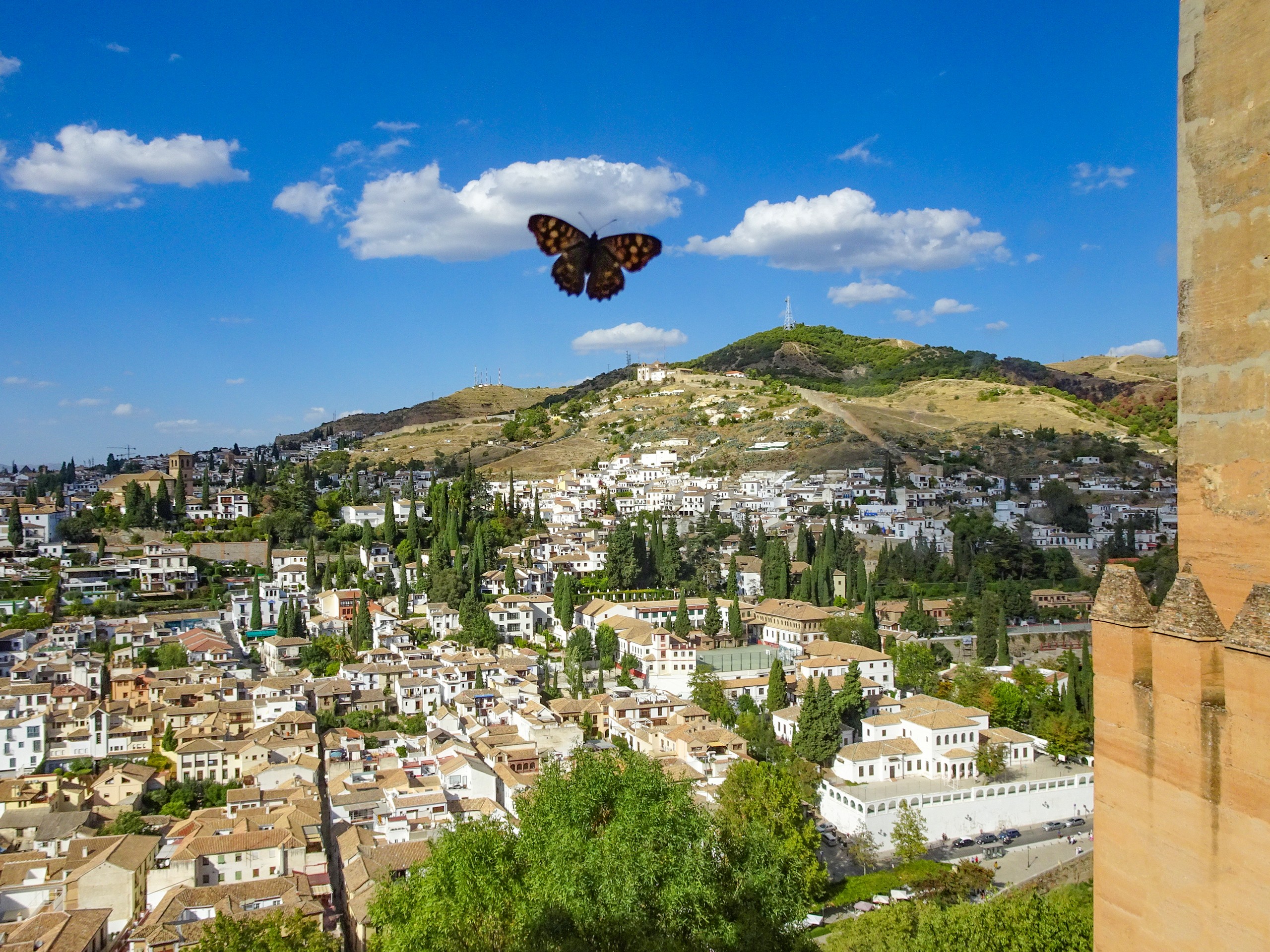 Butterfly and the beautiful landscape in Spain