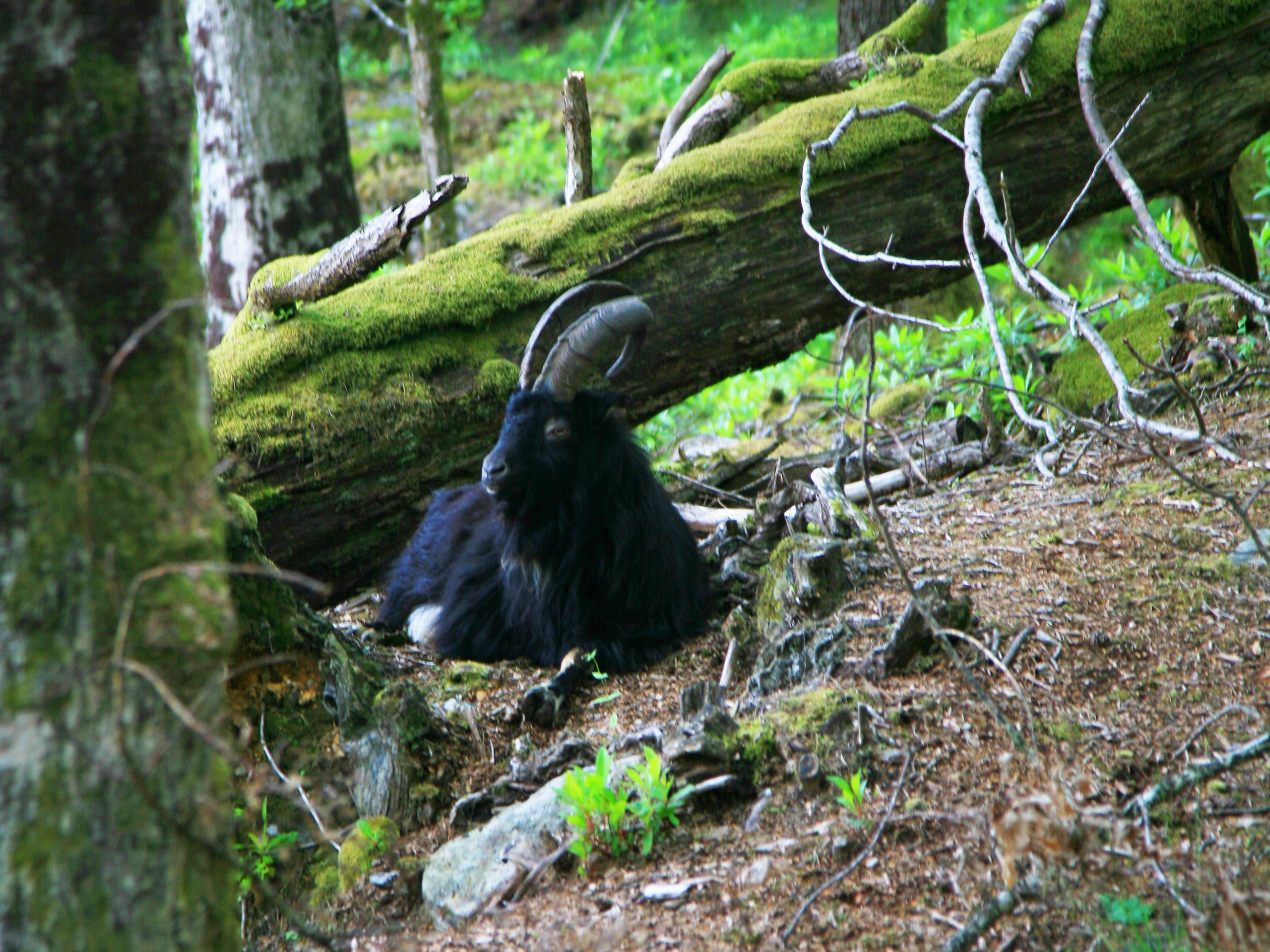 Feral Goat at Inversnaid (c)John Millen