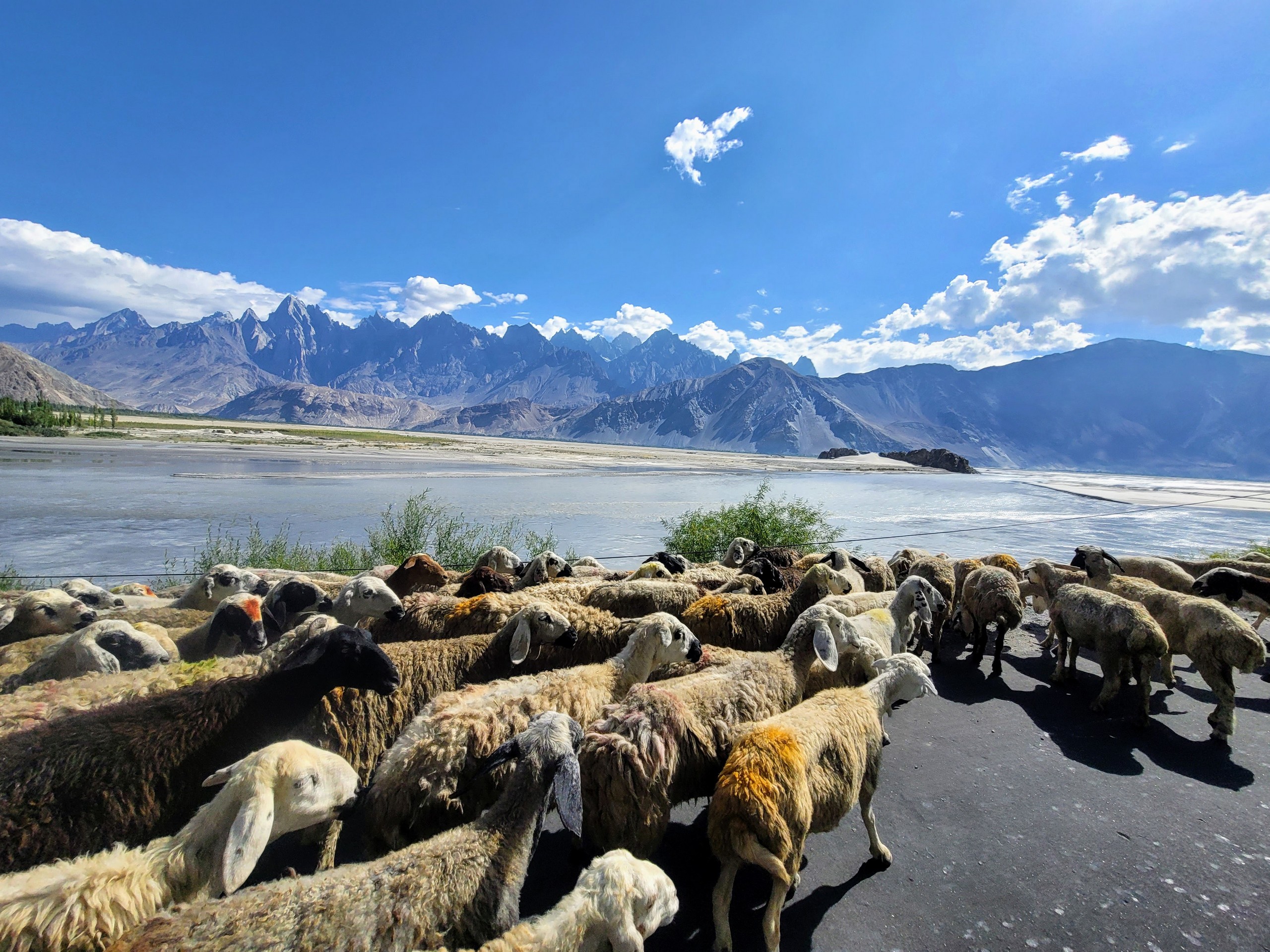 Herd of sheep and mountain views seen at Khaplu Road