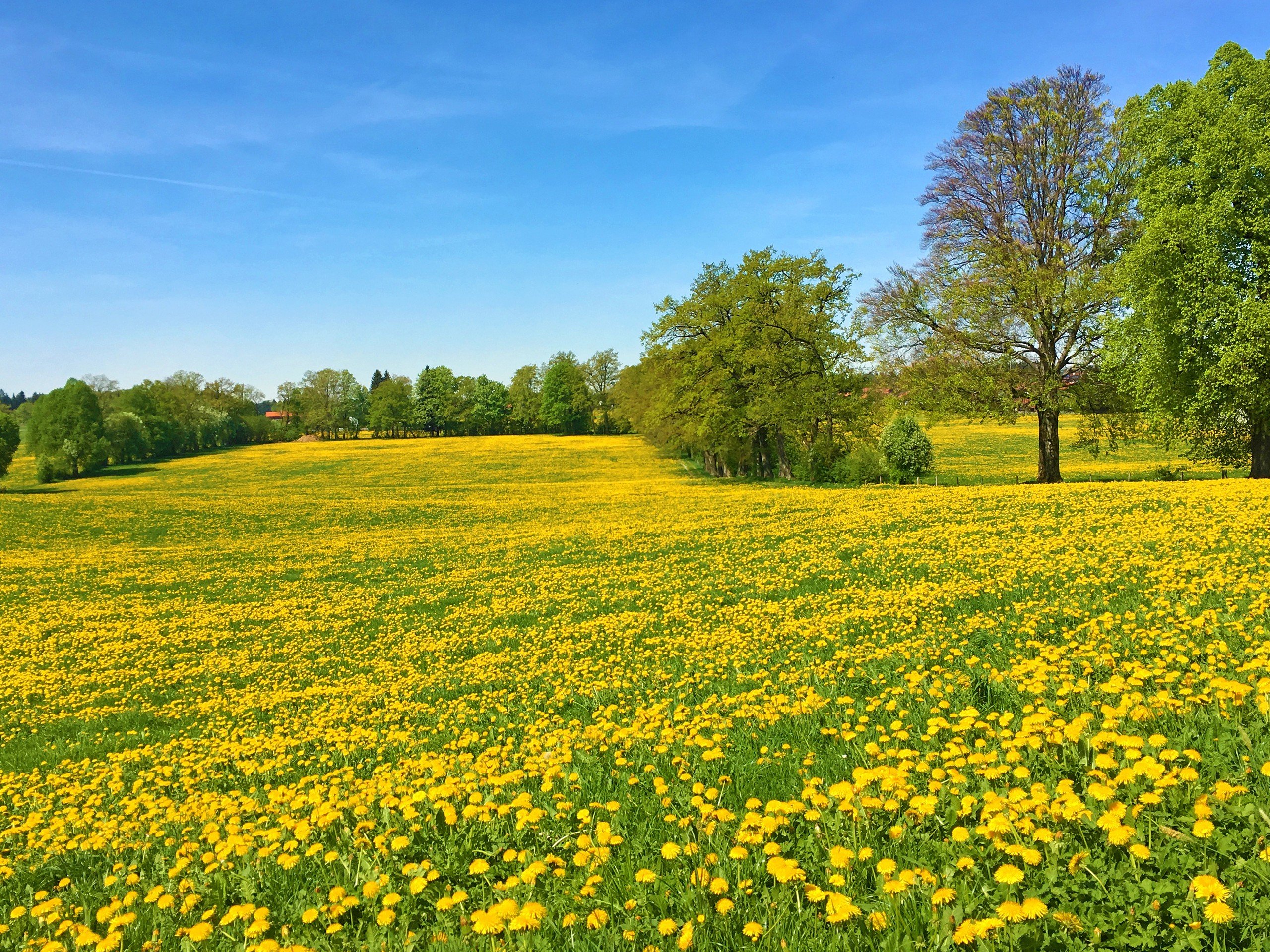 Blooming countryside in Upper Bavaria