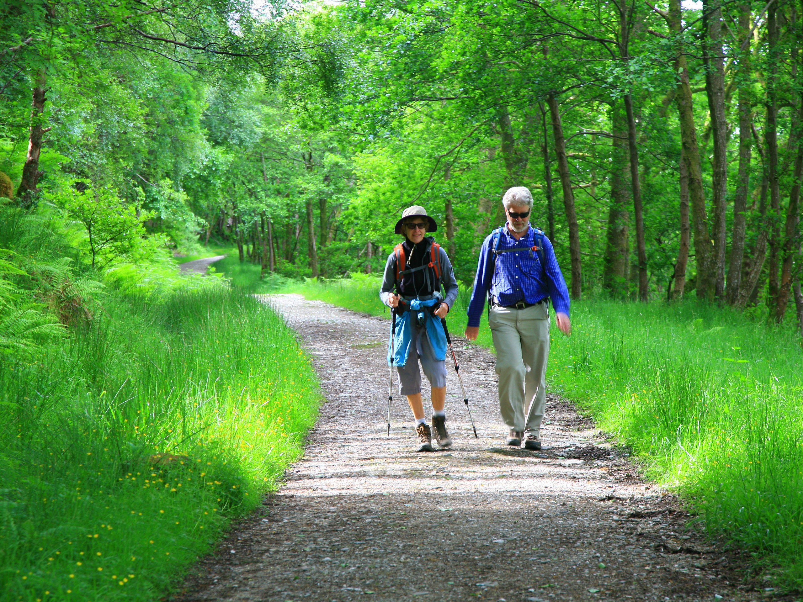 Forest Track near Rowardennan (c)John Millen