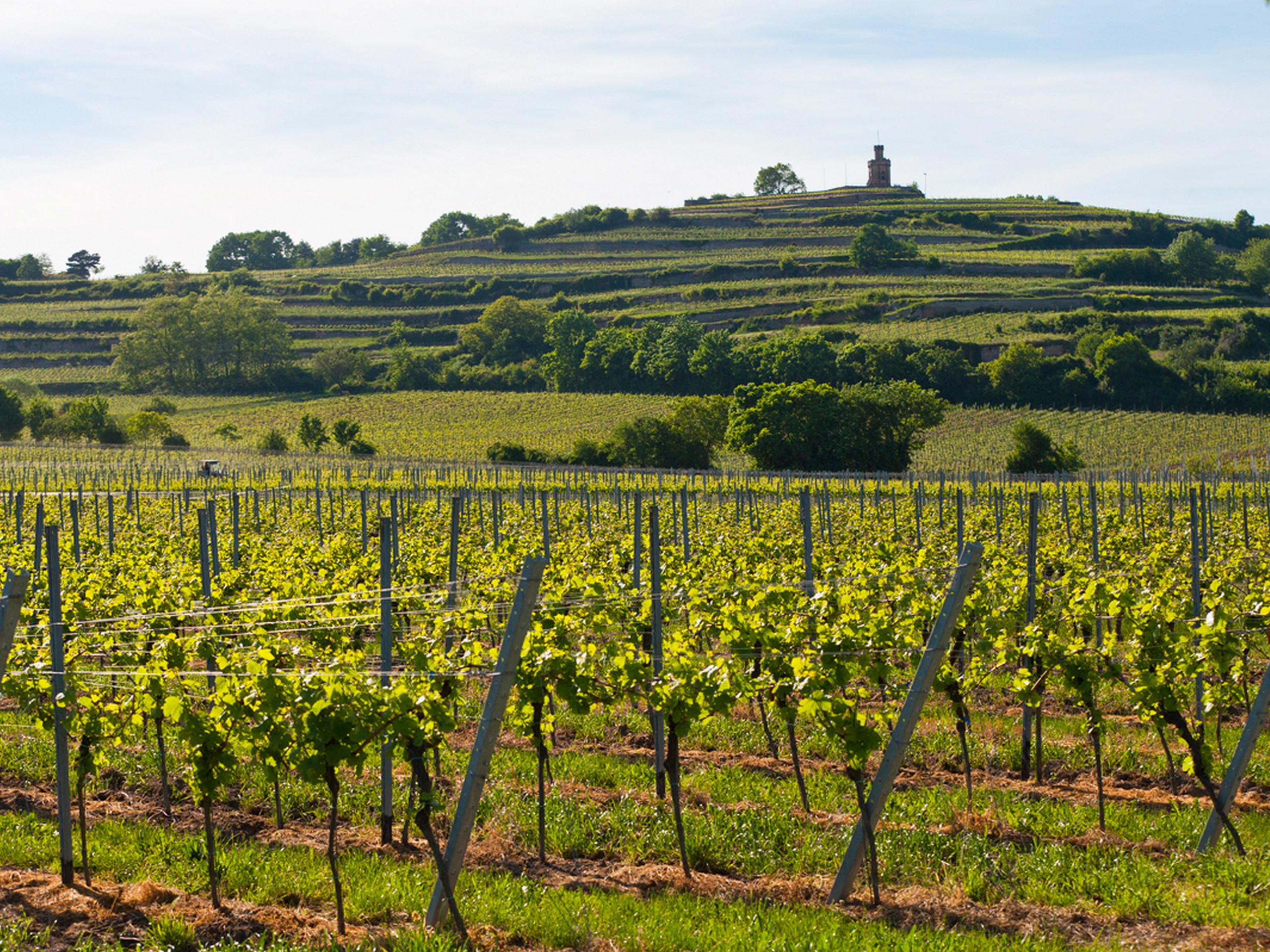 Cycling among the vineyards in Rhine, Germany