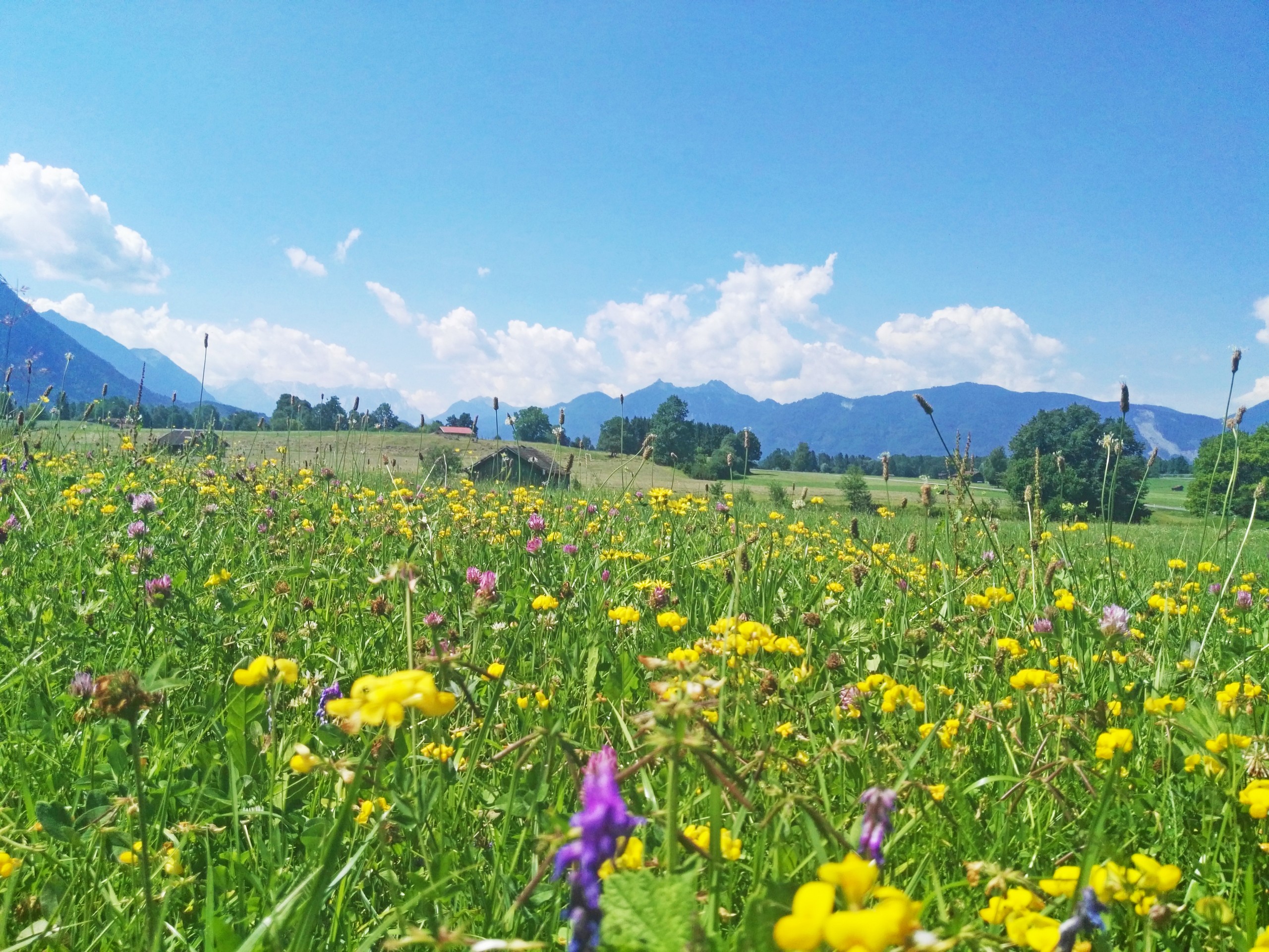 Lush flower fields along the Chiemsee cycling route in Upper Bavaria