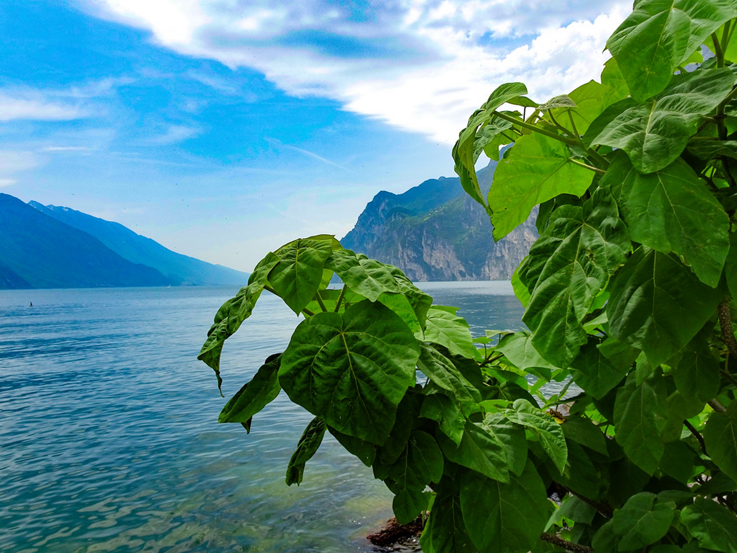 Lush greenery near the lake Garda