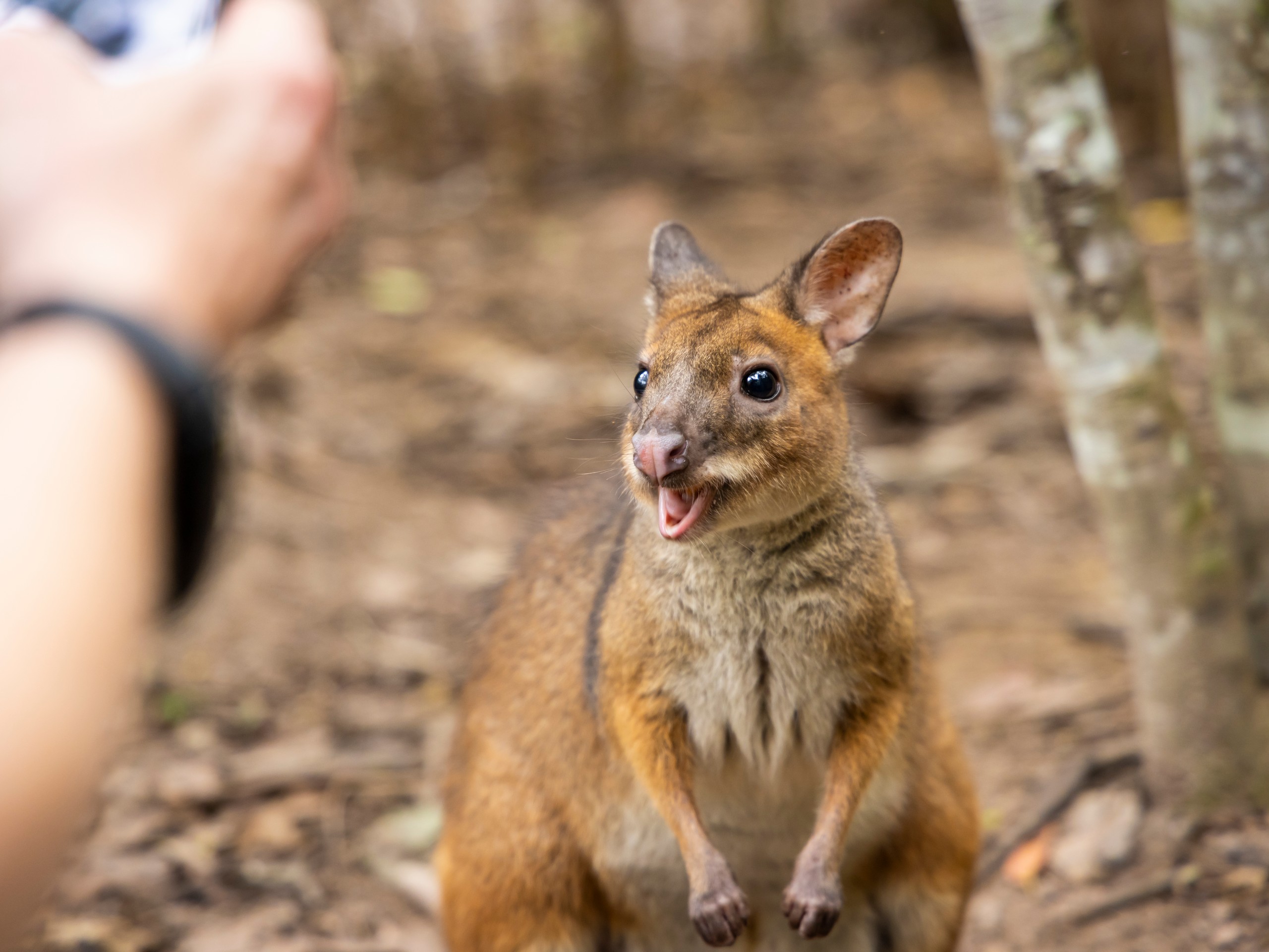 Wildlife watching in Queensland, Australia 01