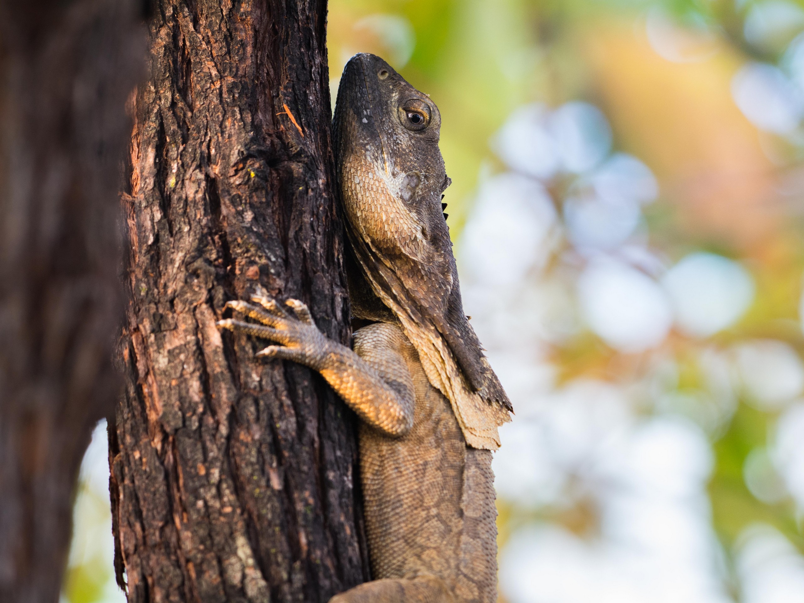 Birdwatching in North Queensland with a guided group 10