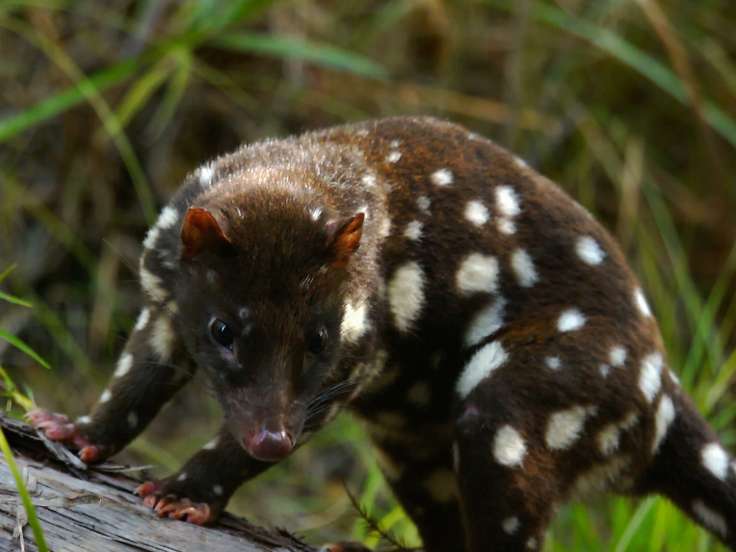 Wildlife watching in Queensland, Australia 08