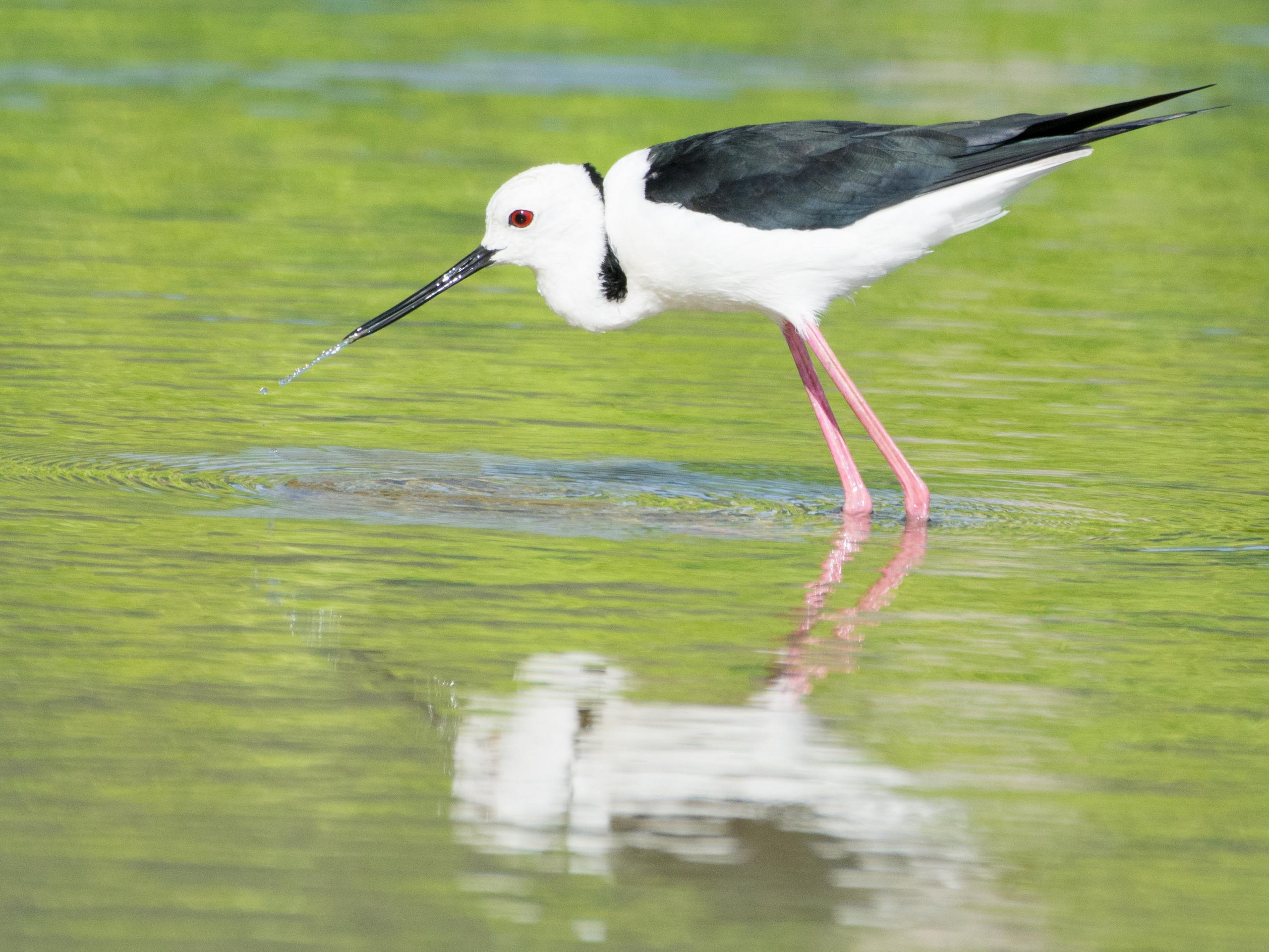 Birdwatching in North Queensland with a guided group 11