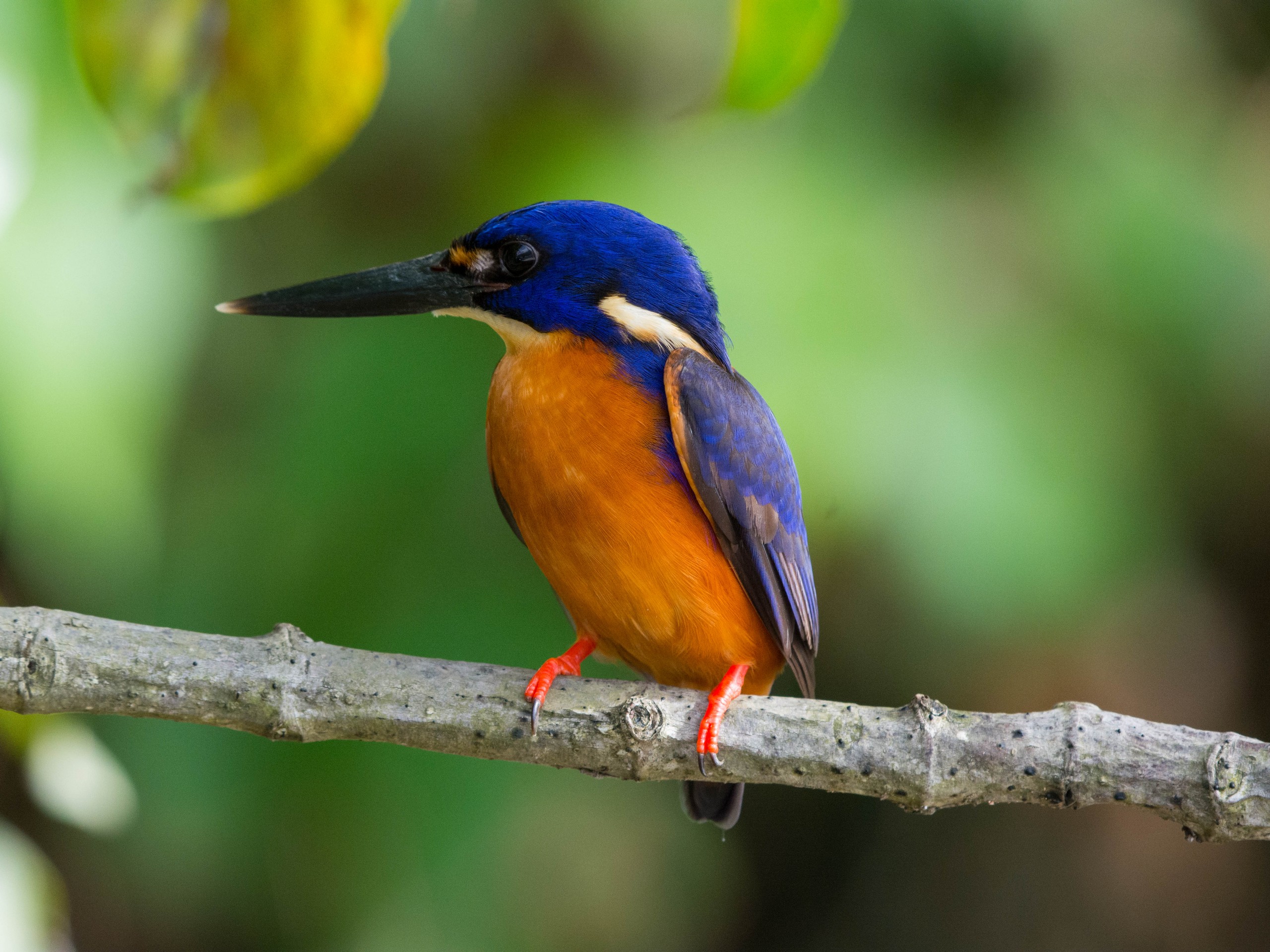 Wildlife watching in Queensland, Australia 09