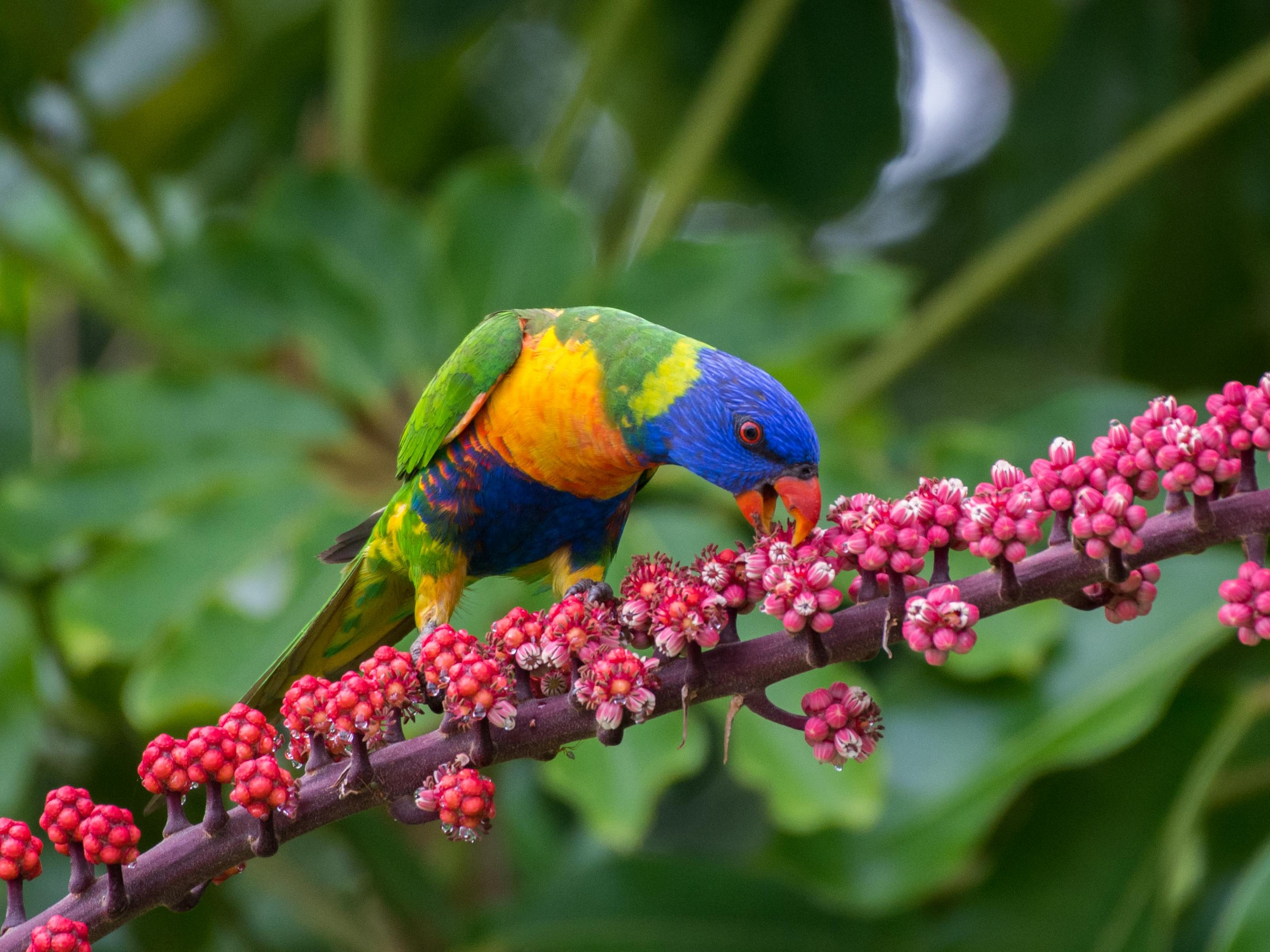 Birdwatching in North Queensland with a guided group 12