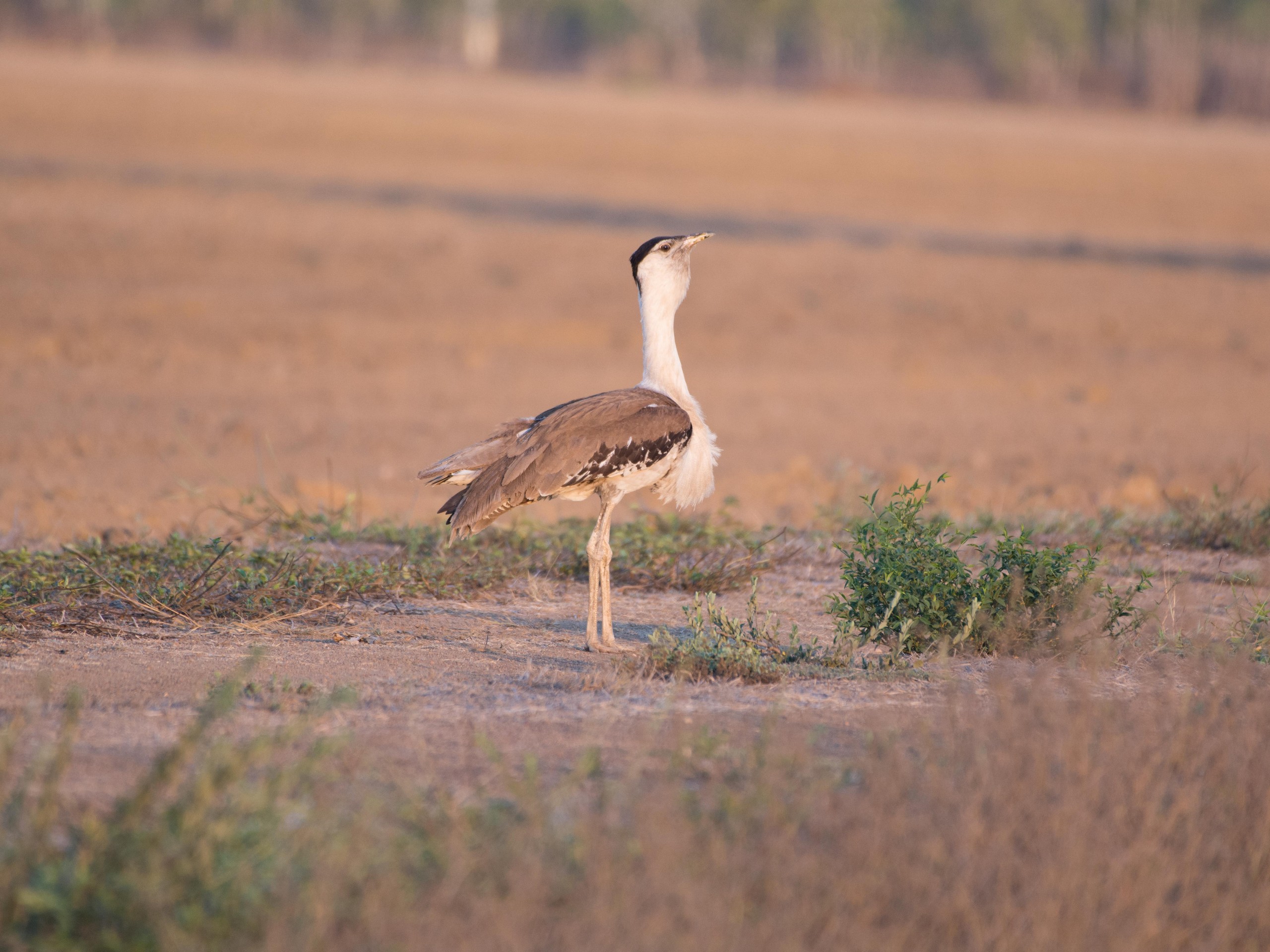 Birdwatching in North Queensland with a guided group 13