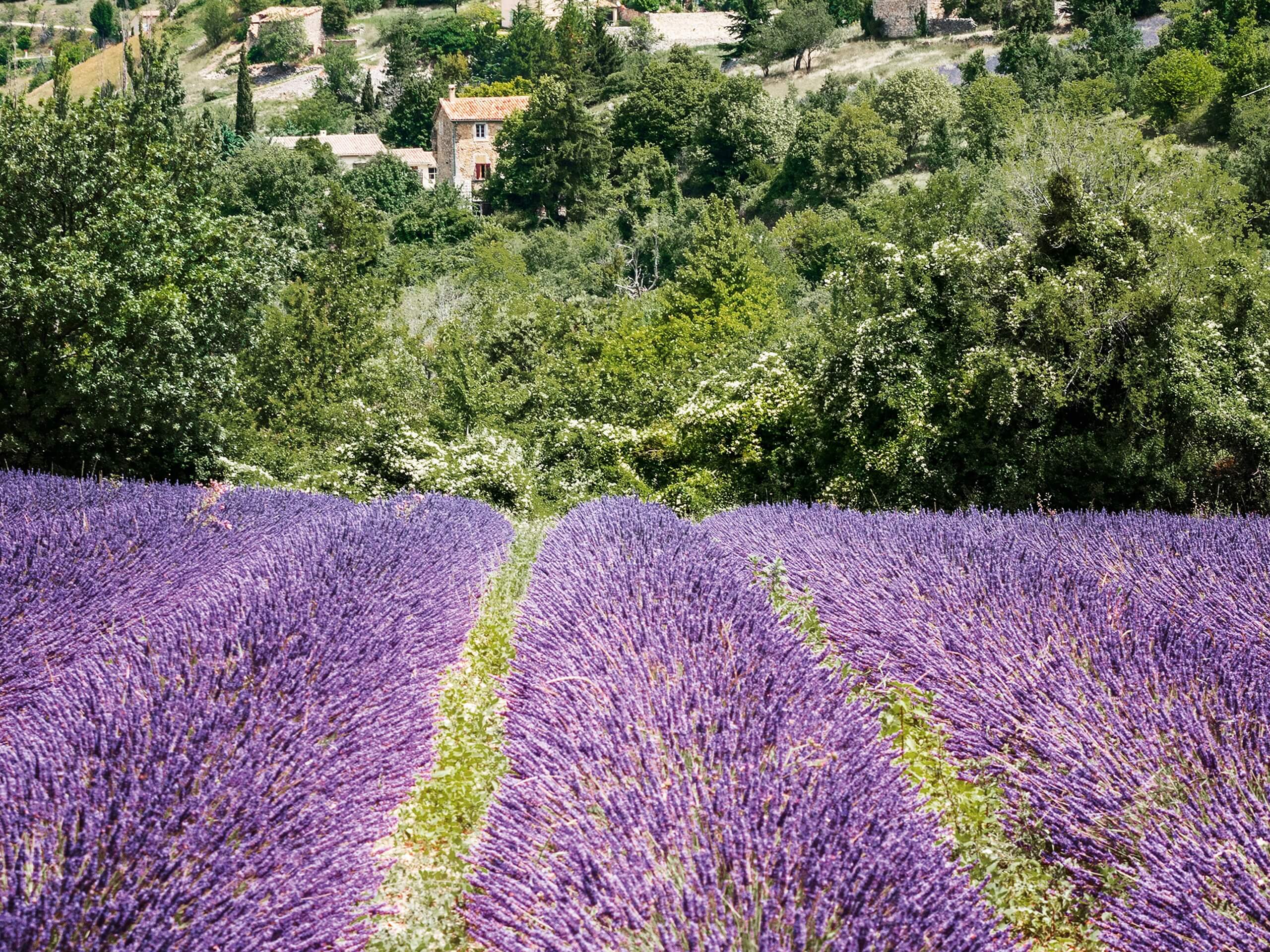 Levander fields in France