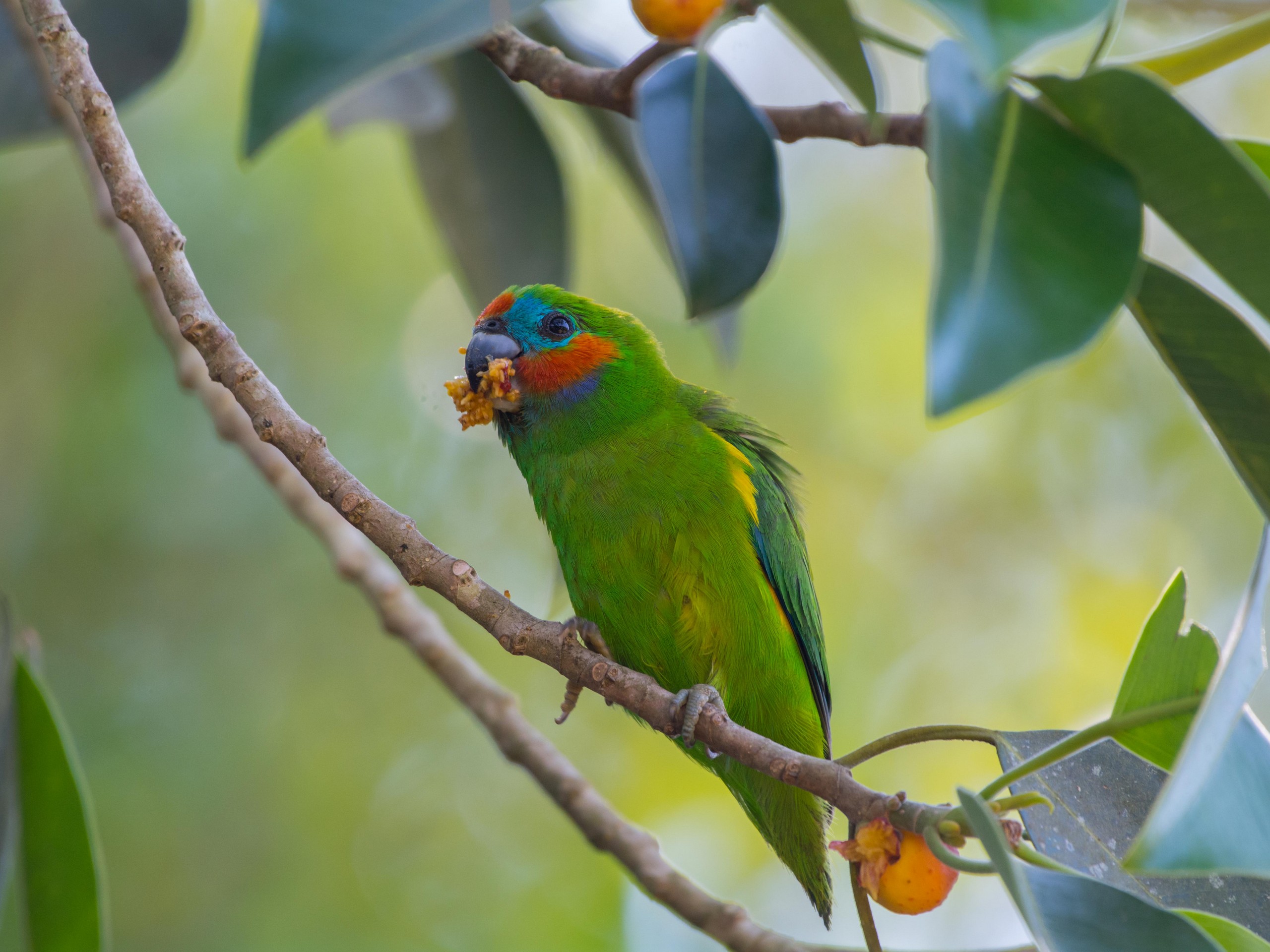 Birdwatching in North Queensland with a guided group 14