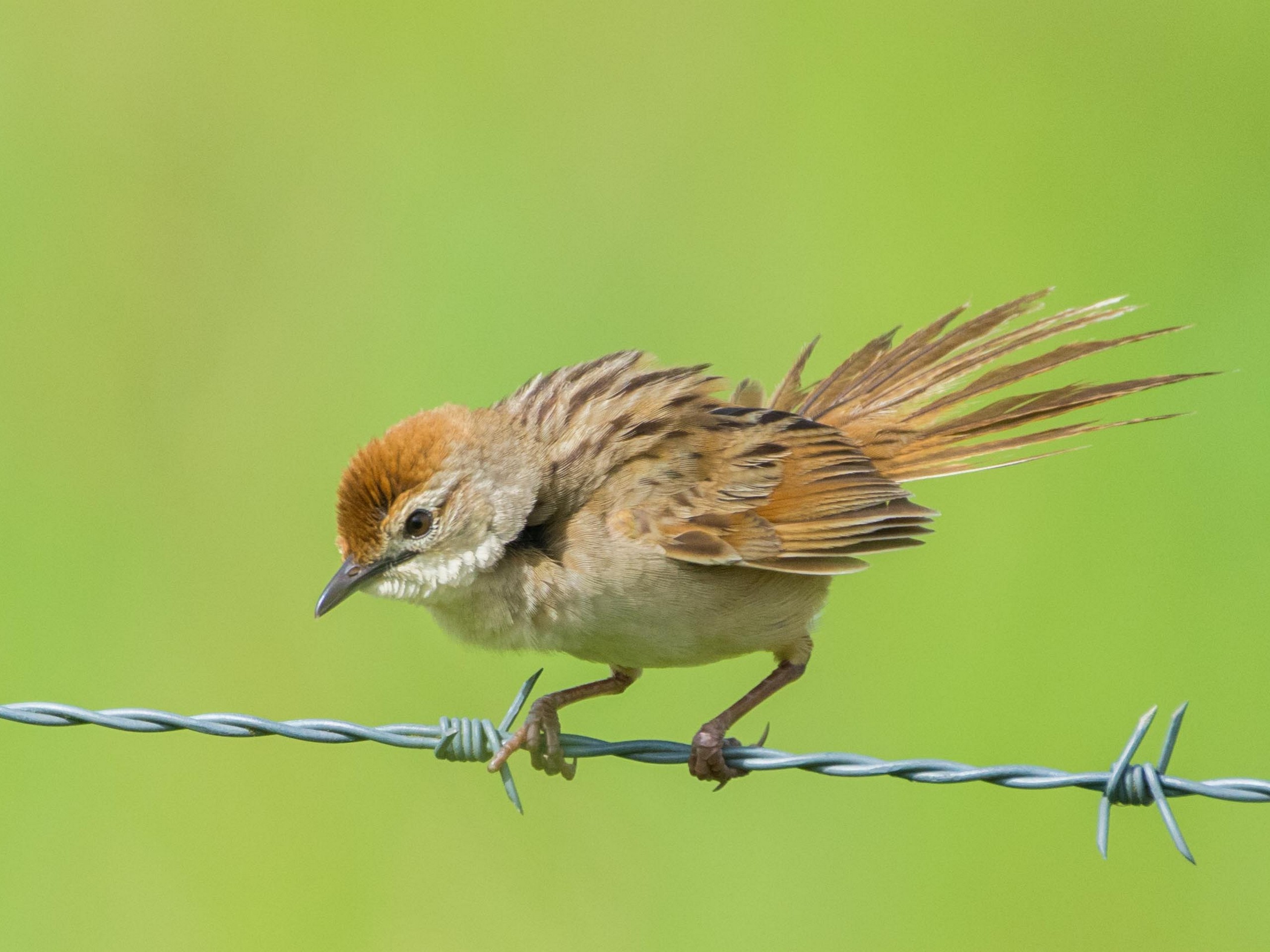 Birdwatching in North Queensland with a guided group 15