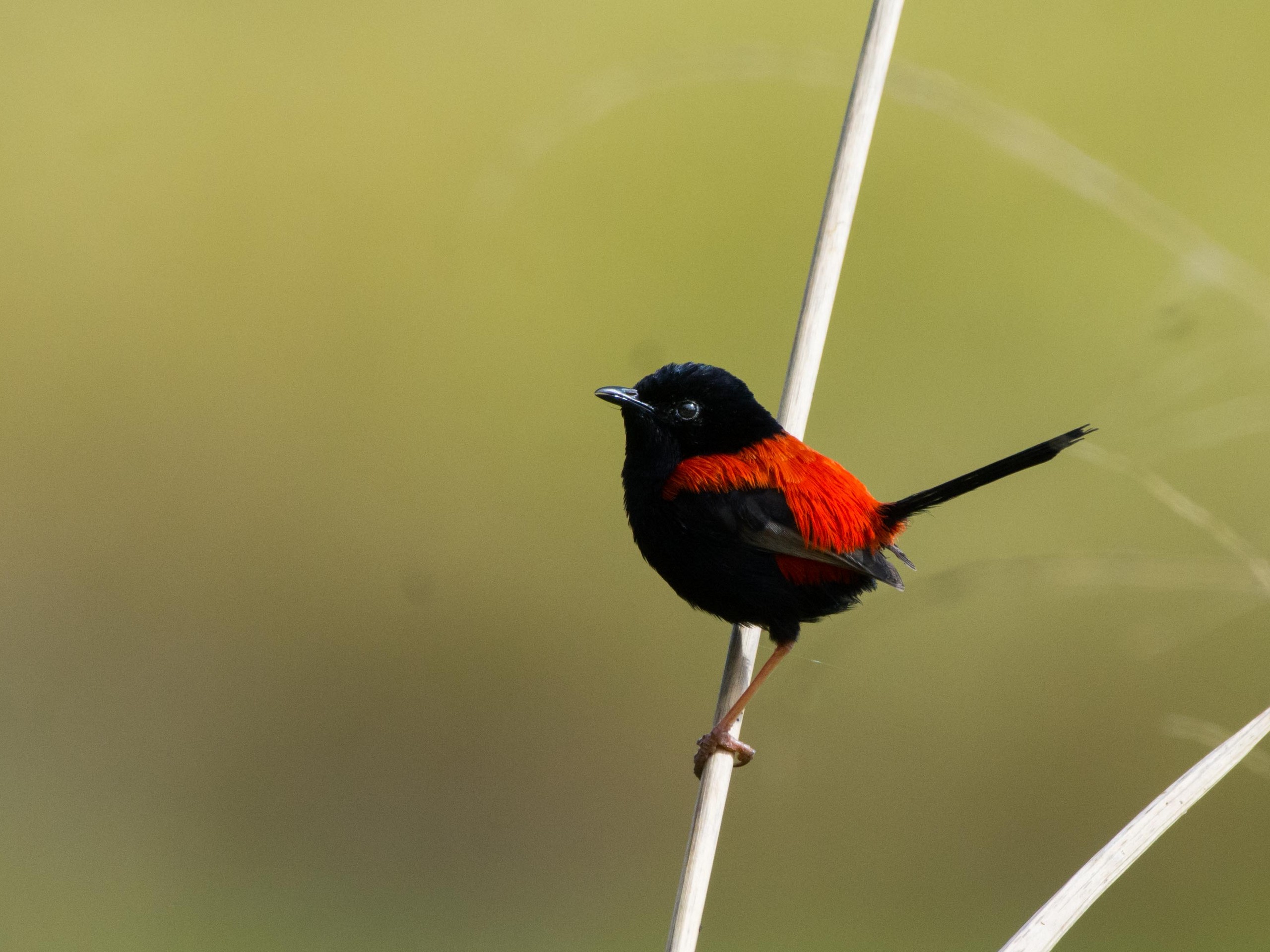 Birdwatching in North Queensland with a guided group 16