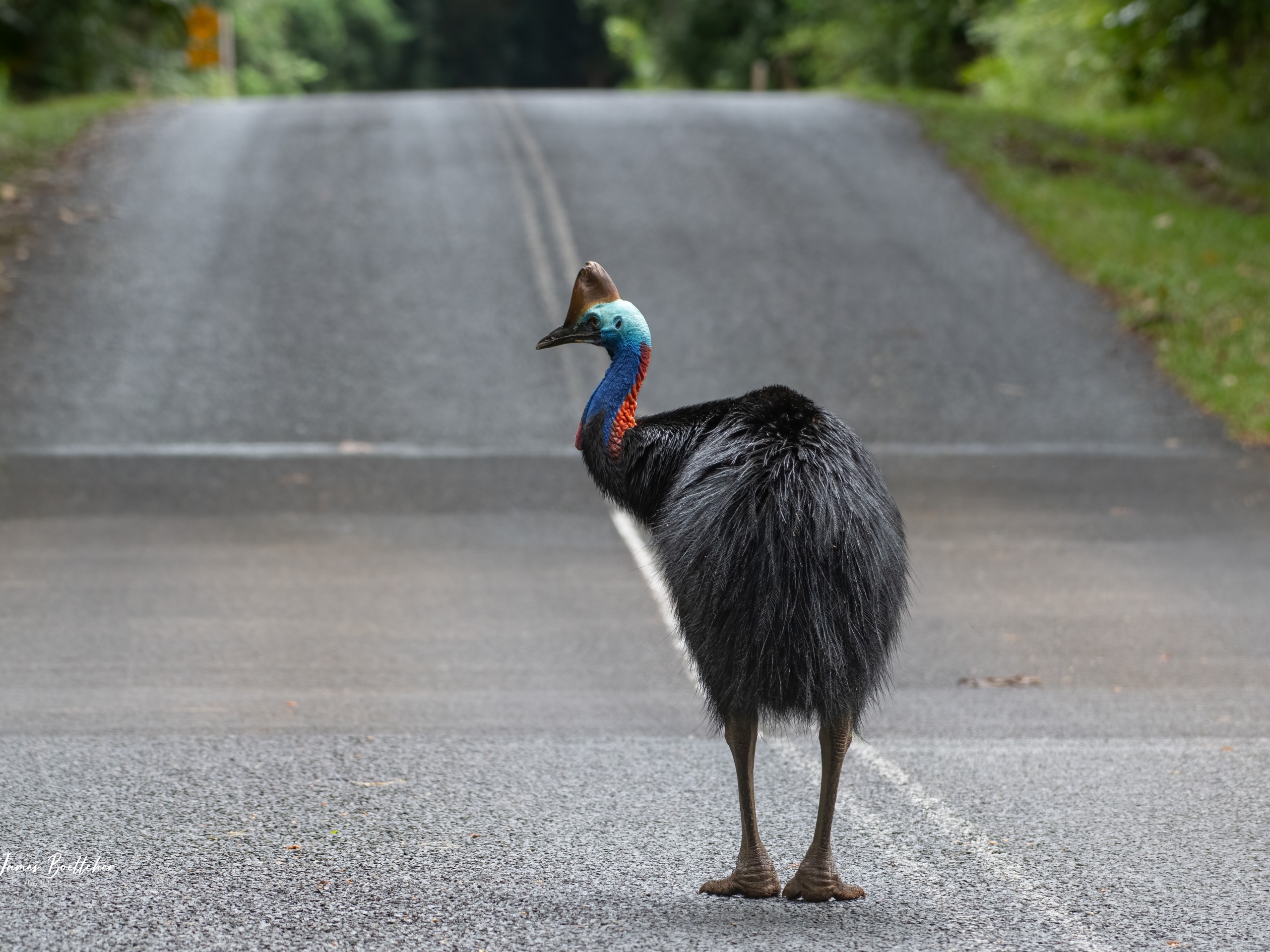 Wildlife Photography Tour in Queensland, Australia 11