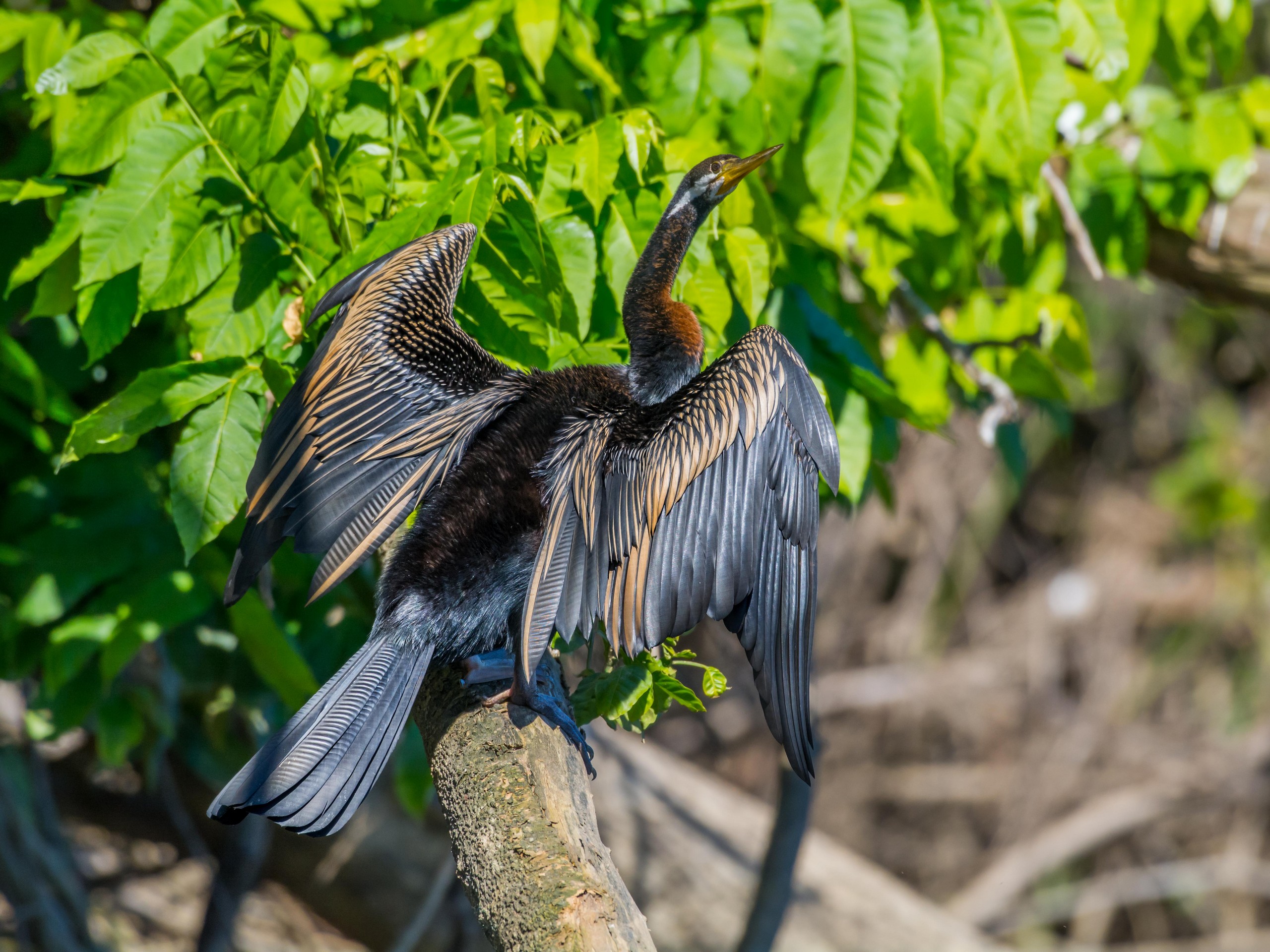 Birdwatching in North Queensland with a guided group 17