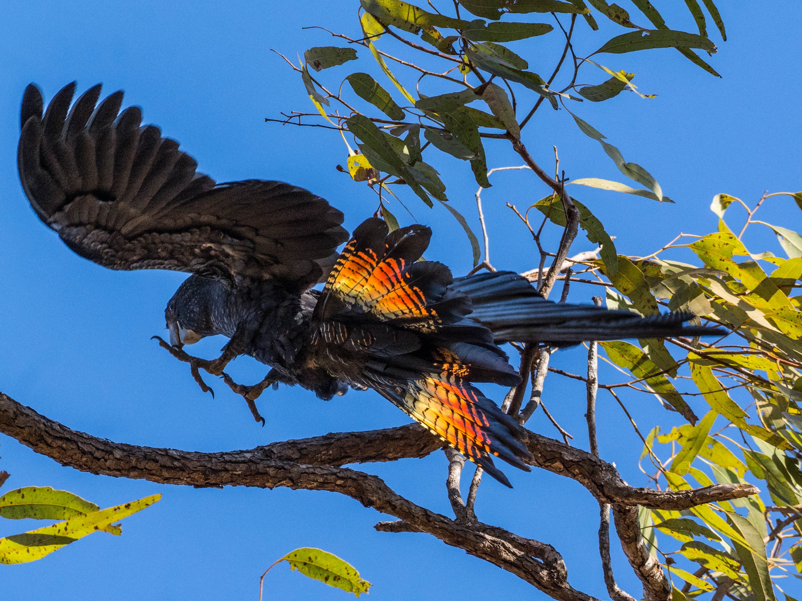 Birdwatching in North Queensland with a guided group 18