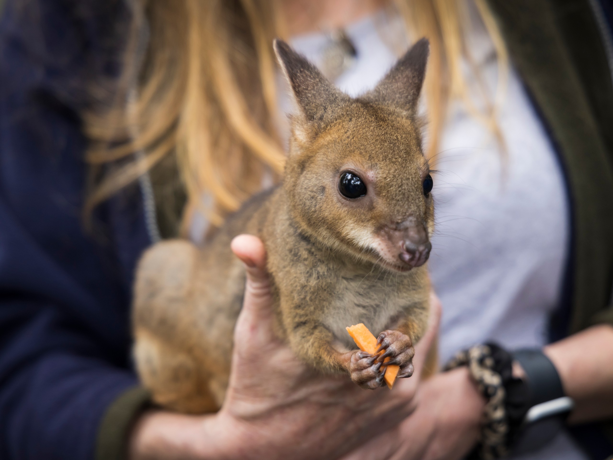 Wildlife watching in Queensland, Australia 02