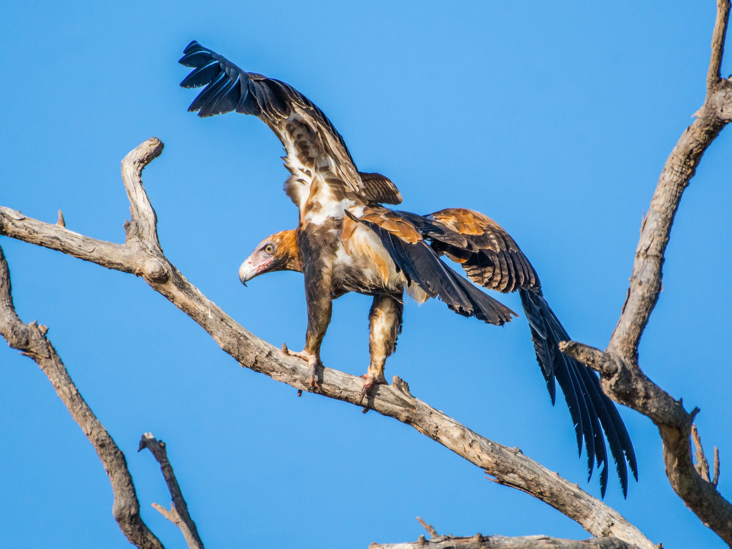 Birdwatching in North Queensland with a guided group 20