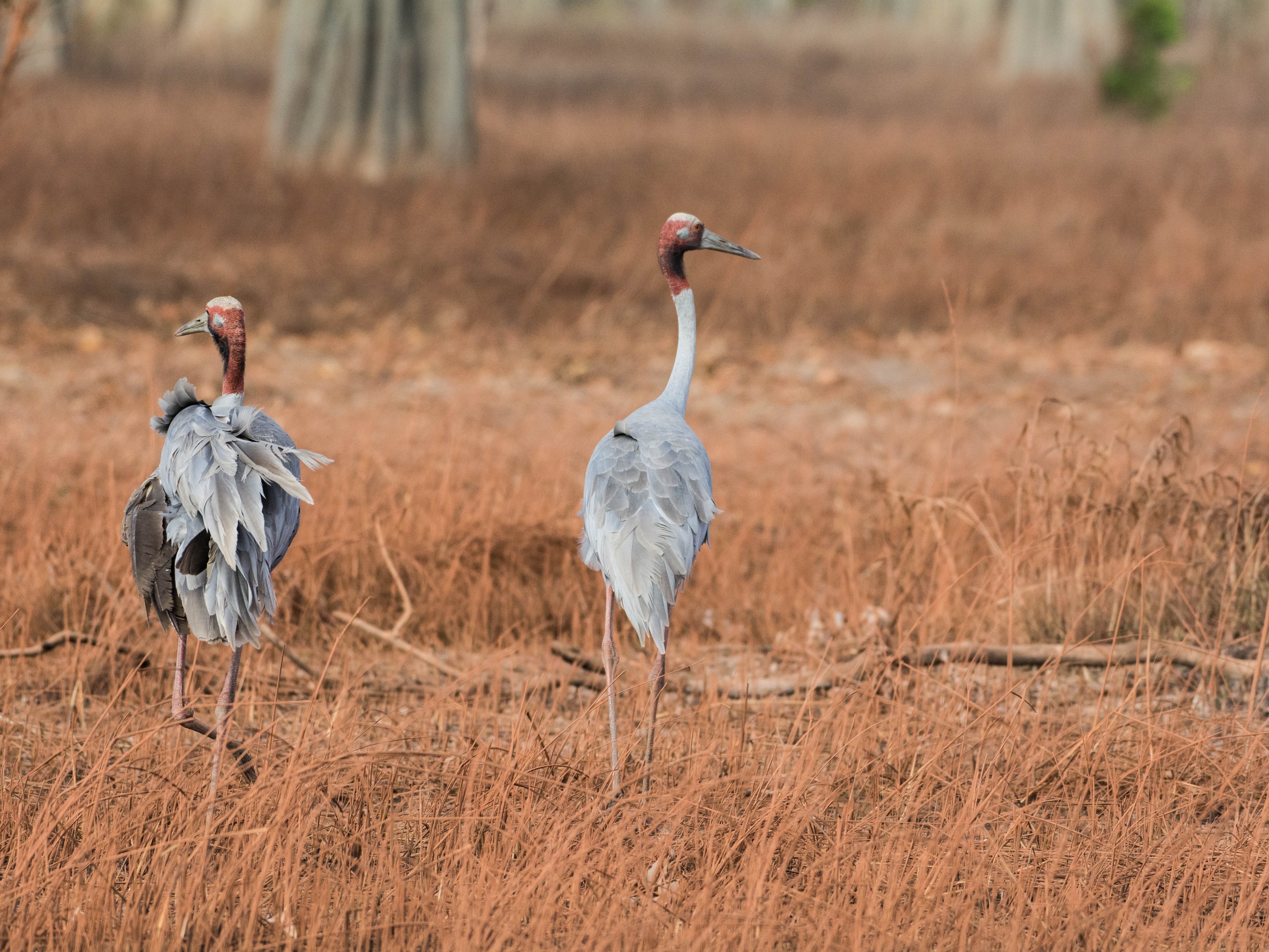 Birdwatching in North Queensland with a guided group 21