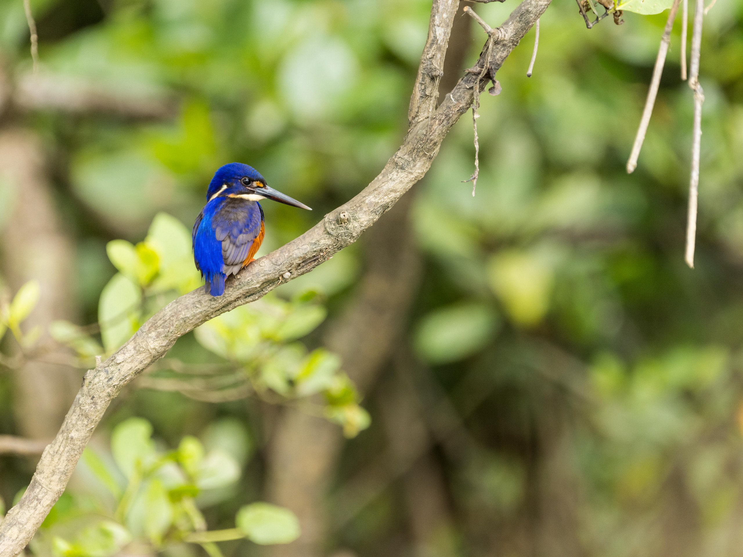 Wildlife Photography Tour in Queensland, Australia 14