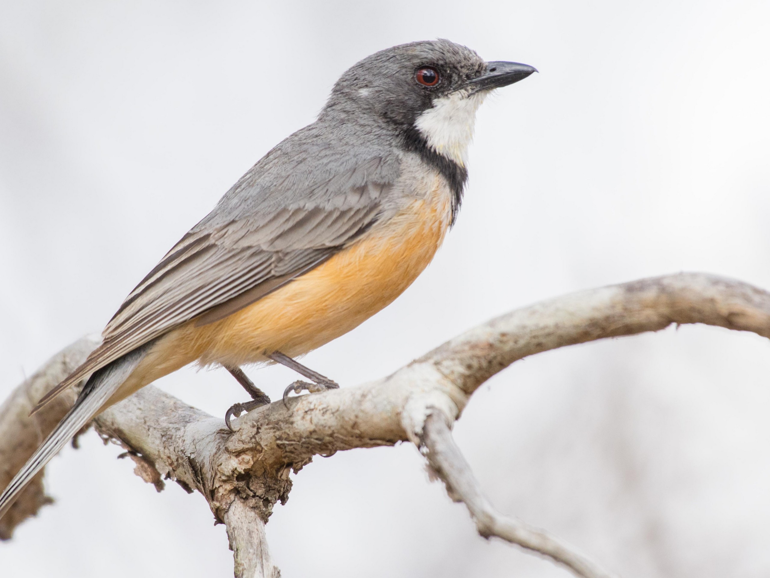 Birdwatching in North Queensland with a guided group 22