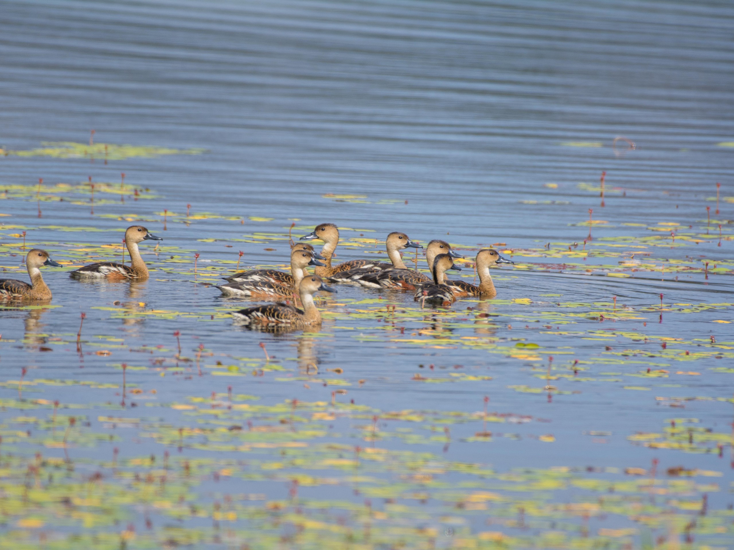 Birdwatching in North Queensland with a guided group 23