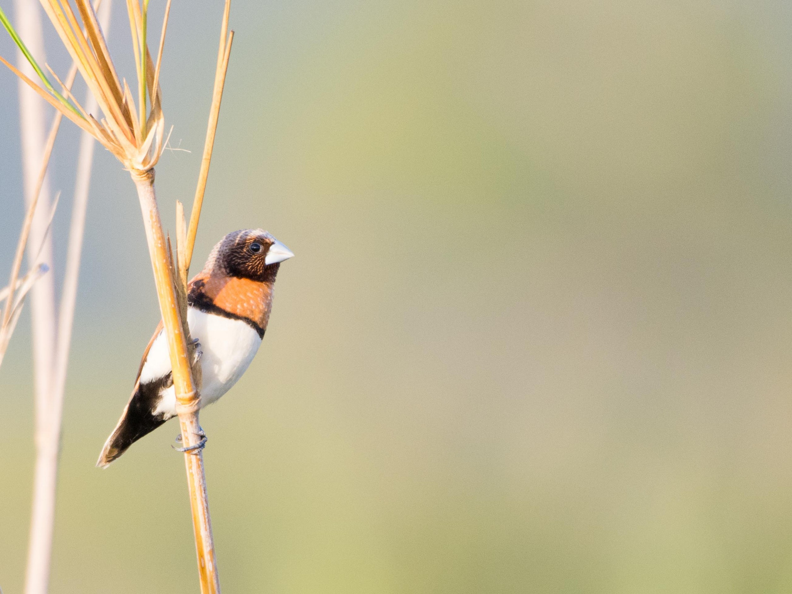 Birdwatching in North Queensland with a guided group 25